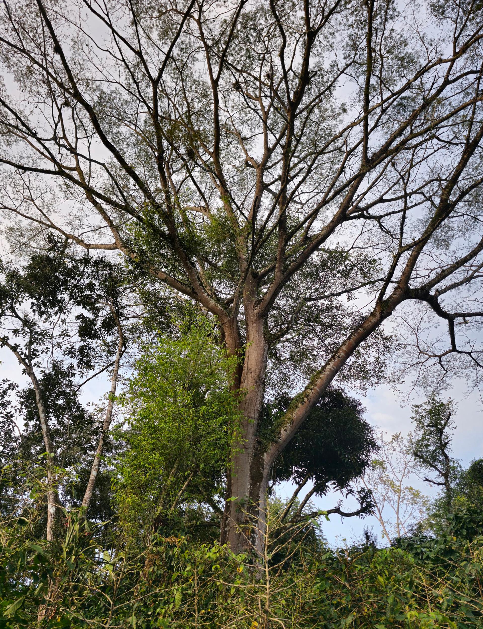 تصویر درختی سبز و بلند قامت که توسط دوربین گلکسی اس ۲۳ اولترا ثبت شده