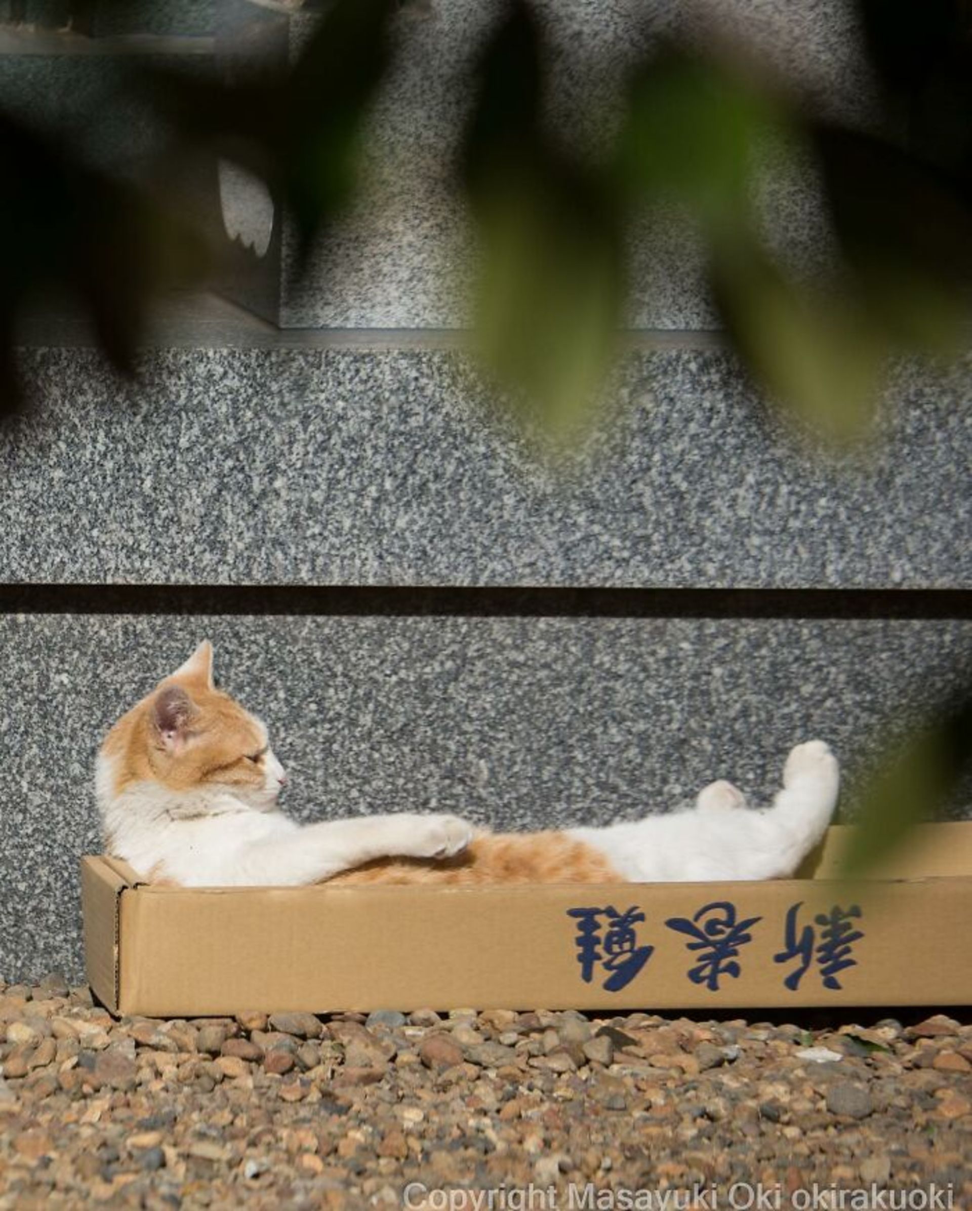 گربه‌ خیابانی - توکیو