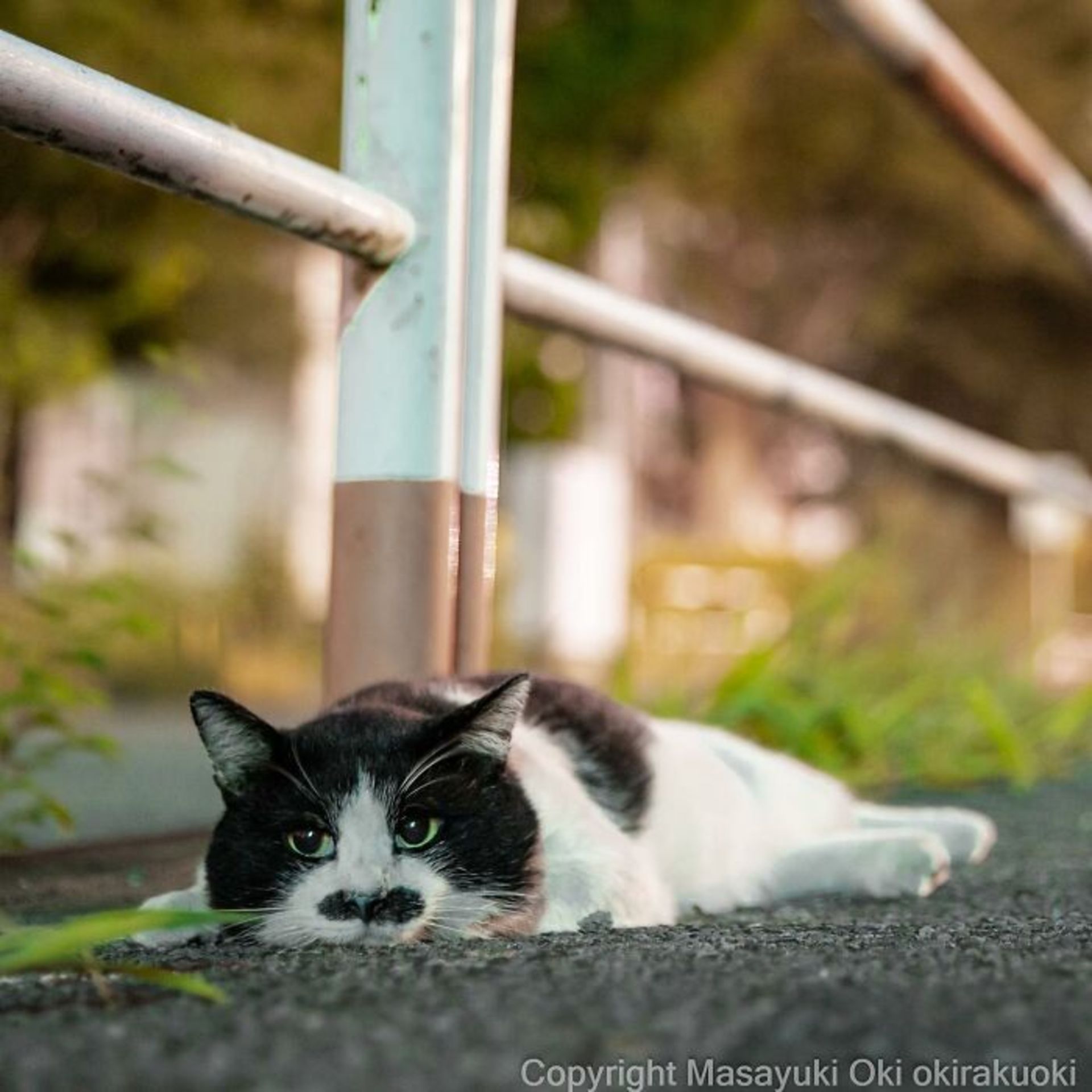 گربه‌ خیابانی - توکیو