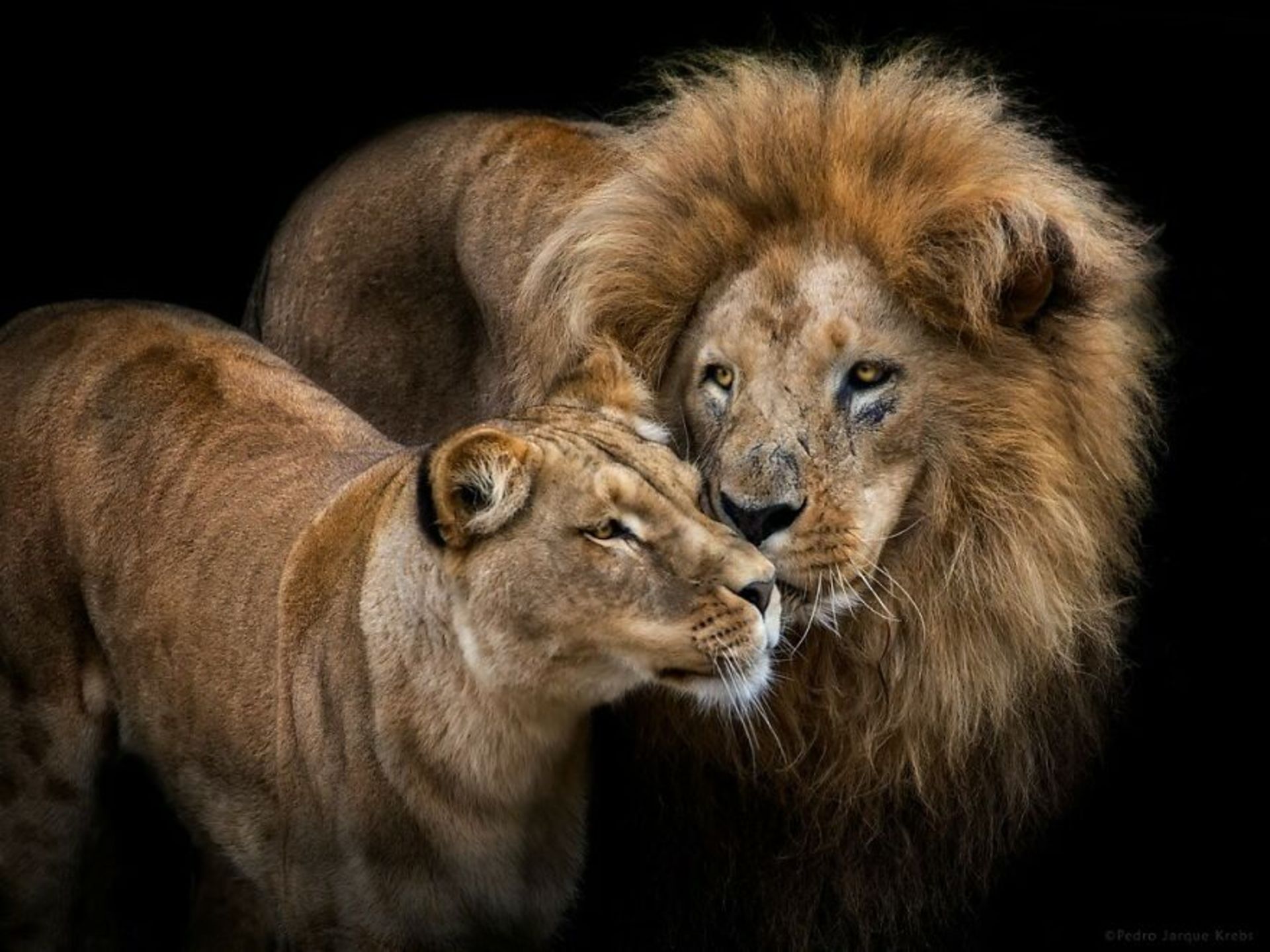 پرتره شیر نر و ماده