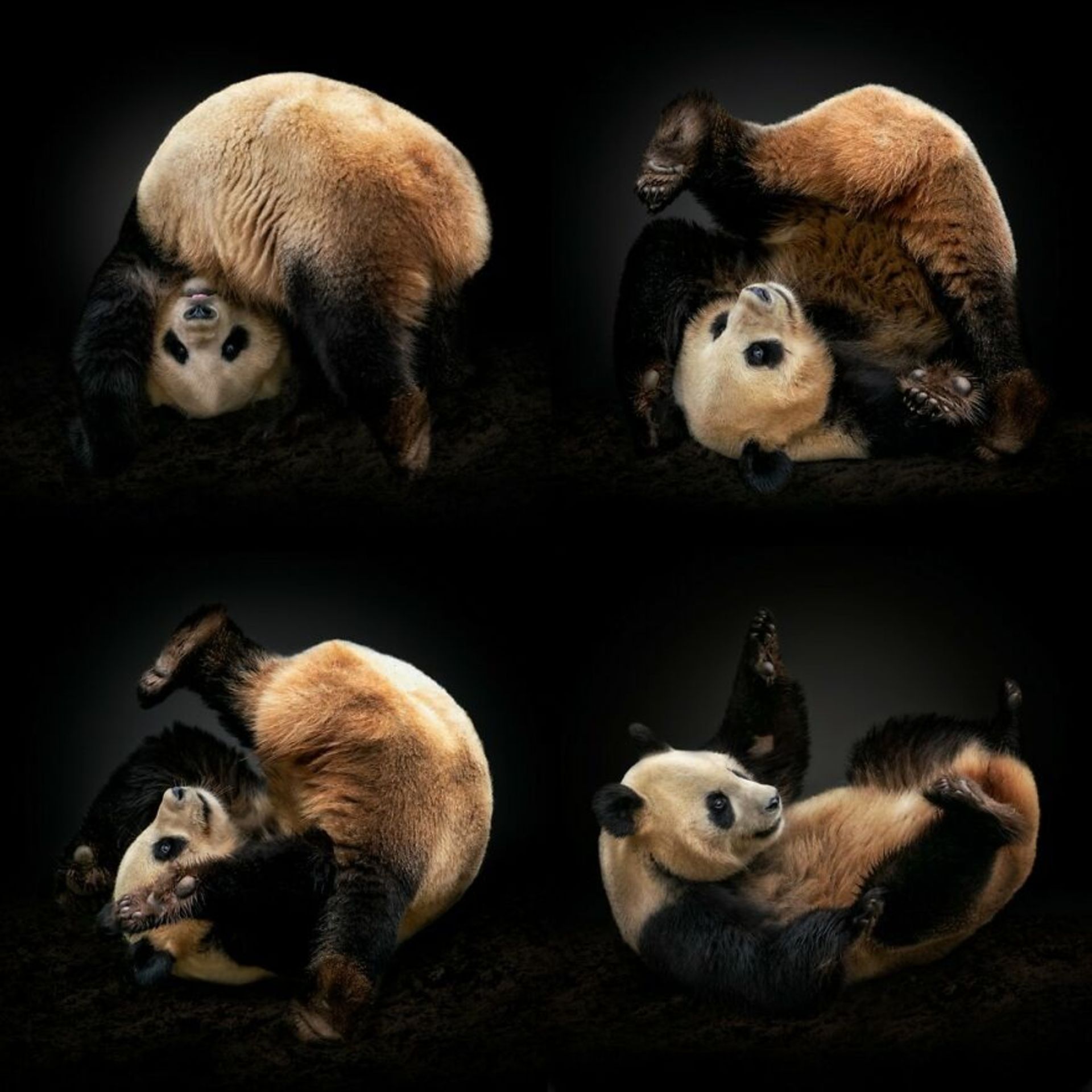 پرتره بچه پاندا