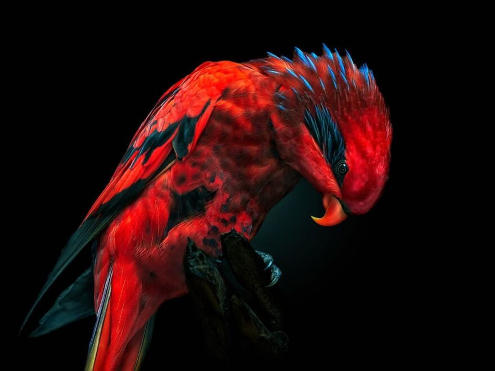 پرتره شهدطوطی رگه‌آبی