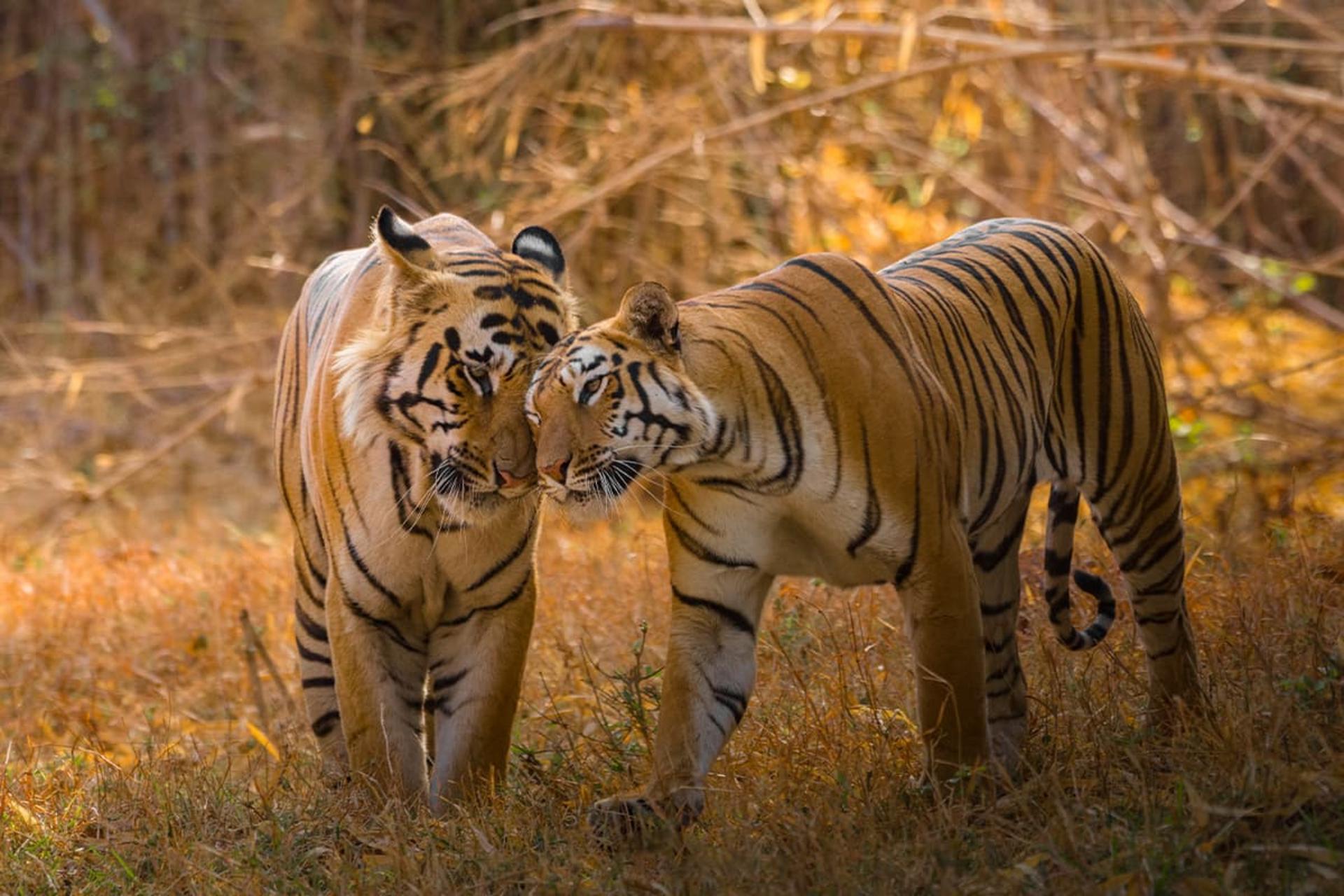 دو ببر بنگال عاشق در حیات وحش