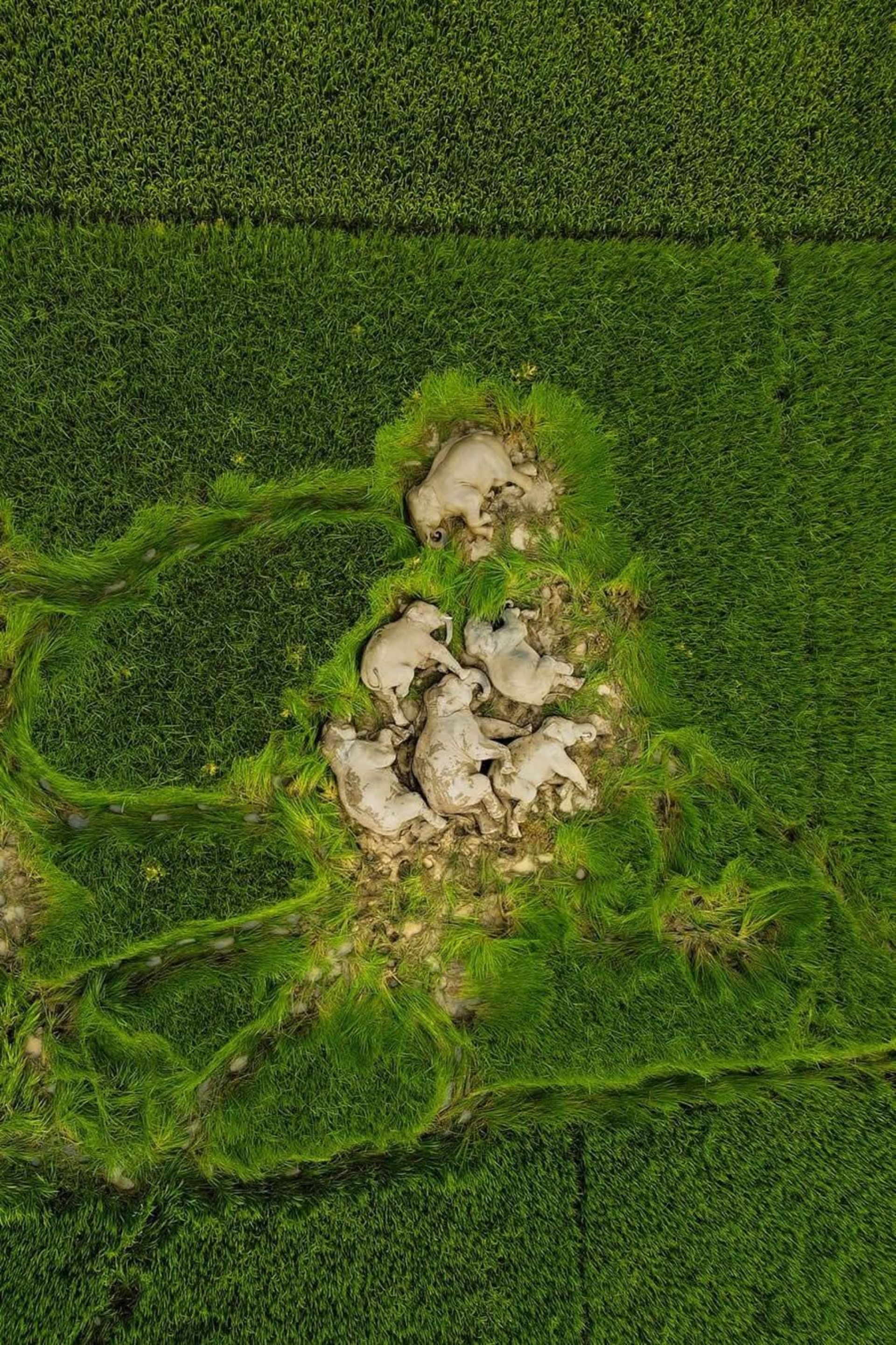 فیل‌ های خفته (مسابقه 35AWARDS)