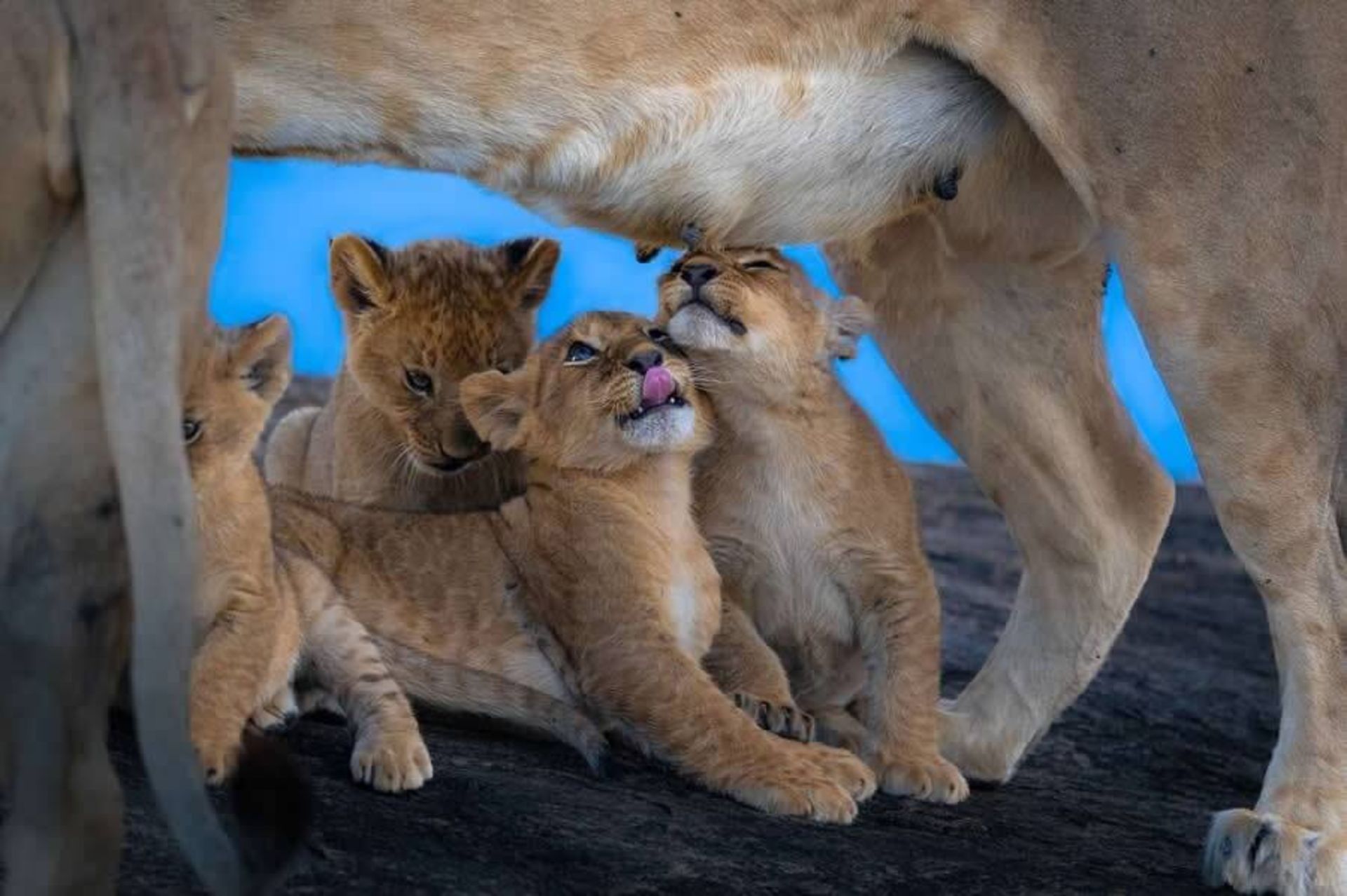 پلنگ در حال شیر دادن به توله هایش