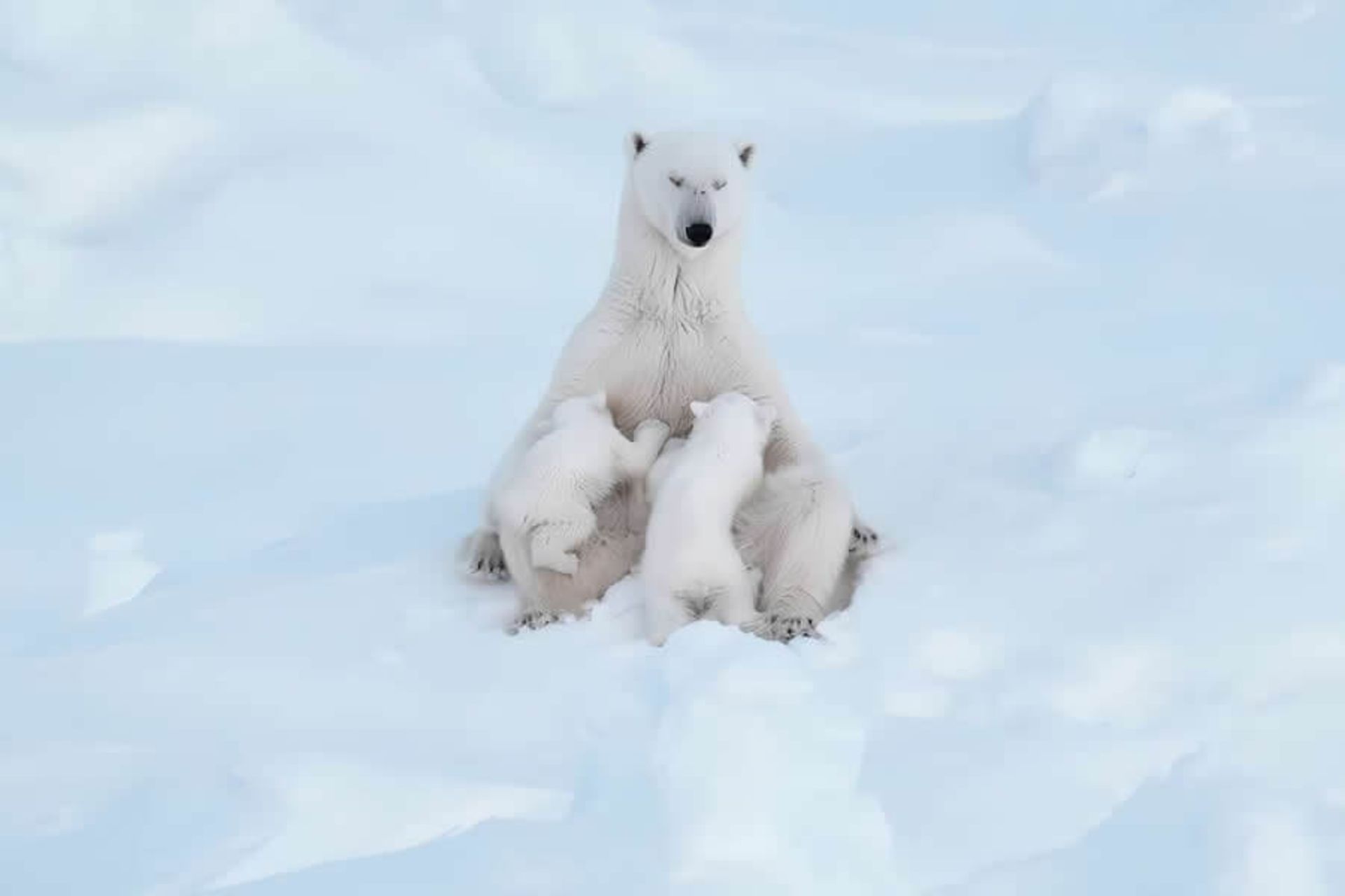 لحظات صمیمی میان خرس مادر و توله‌هایش در قطب