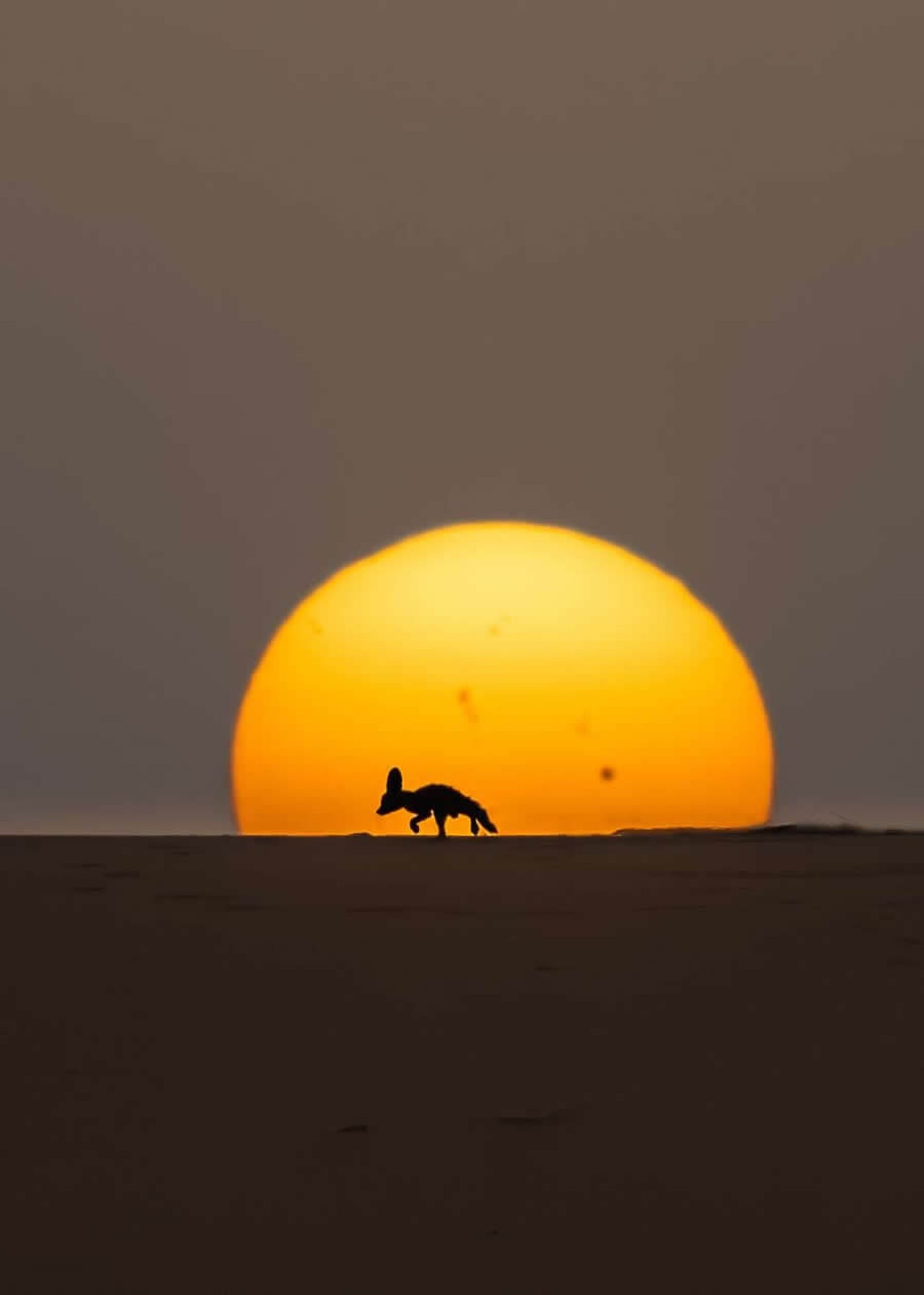 در جست‌وجوی شام (مسابقه 35AWARDS)