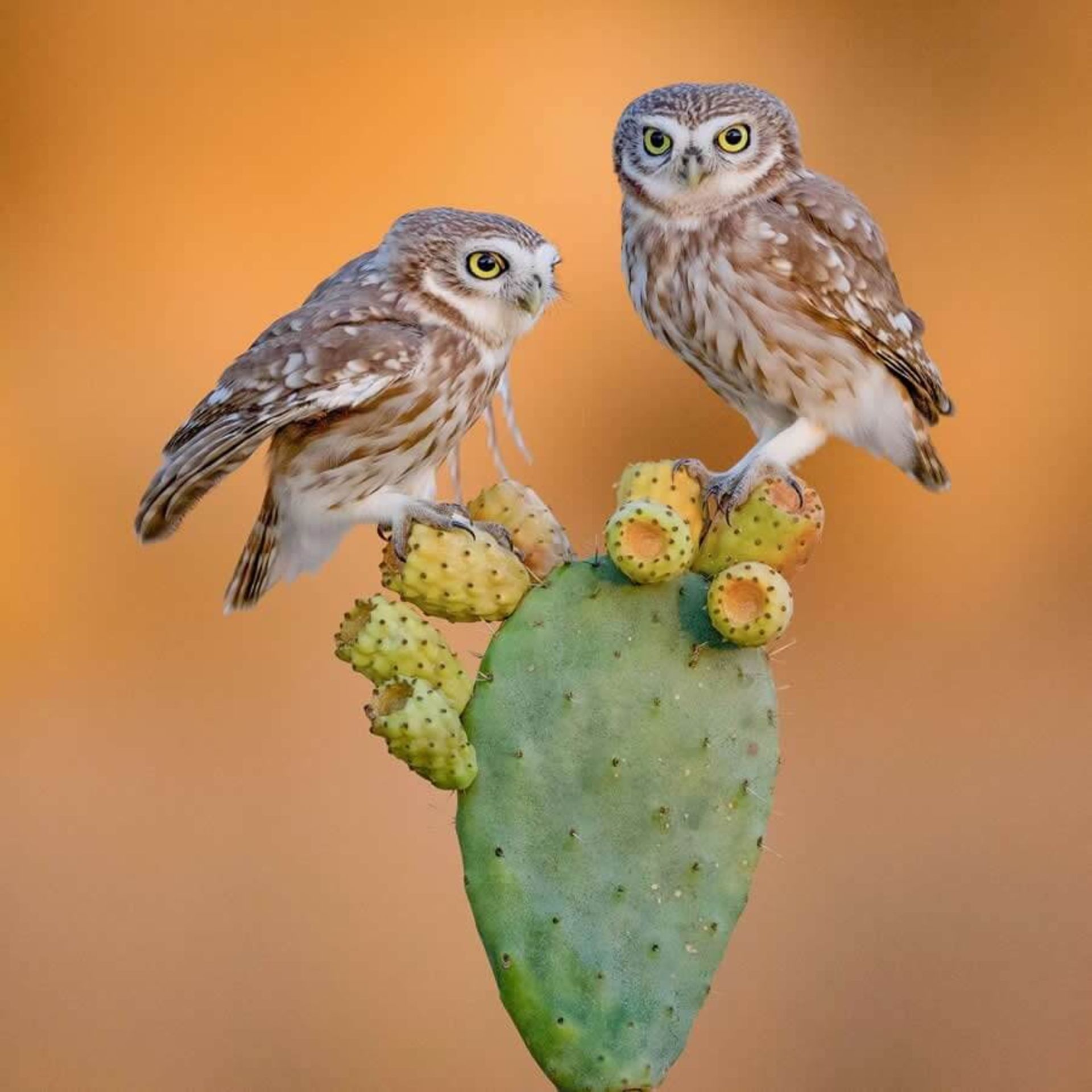 دو جغد روی کاکتوس