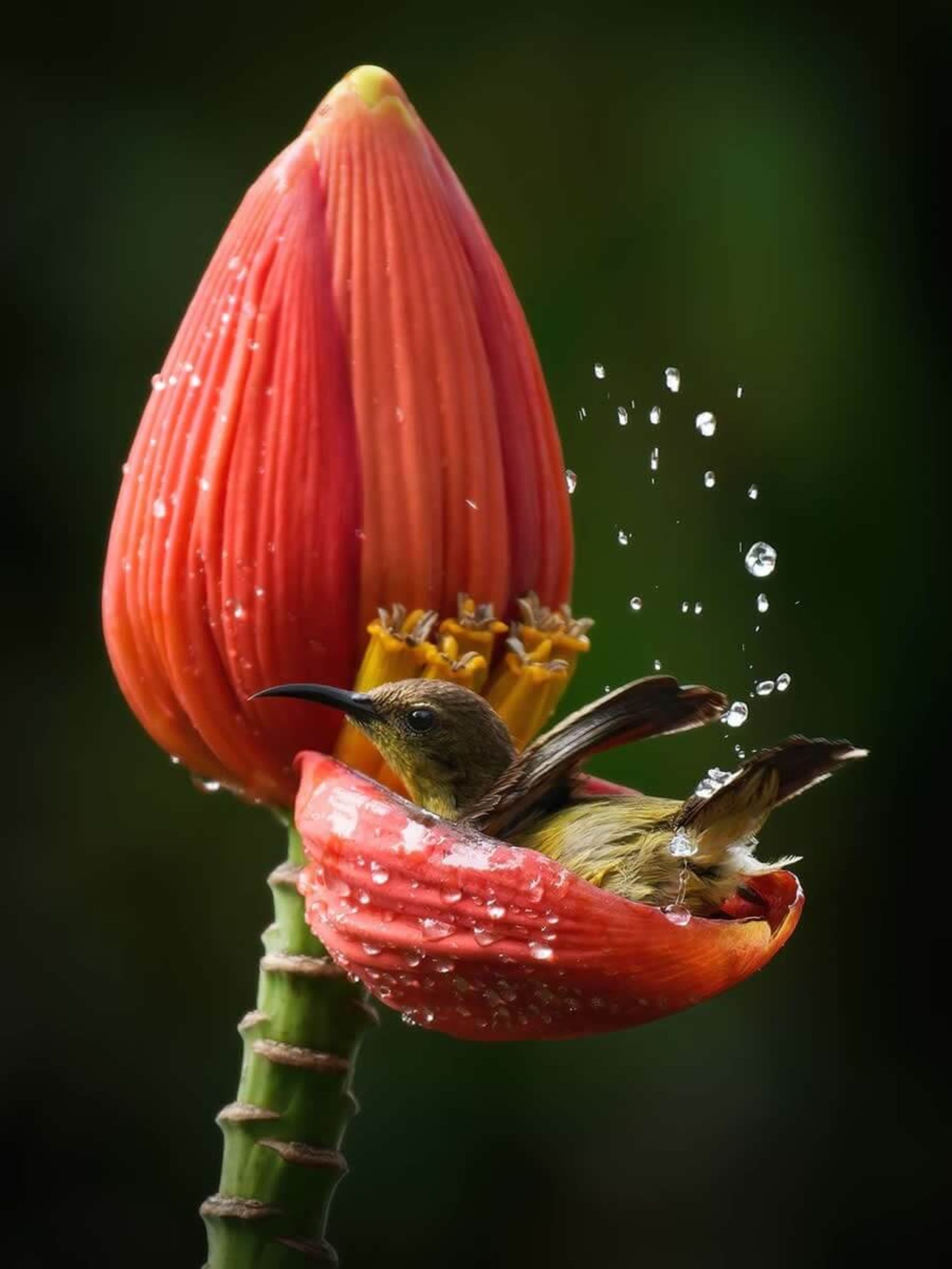 حمام شکوفه‌ ها