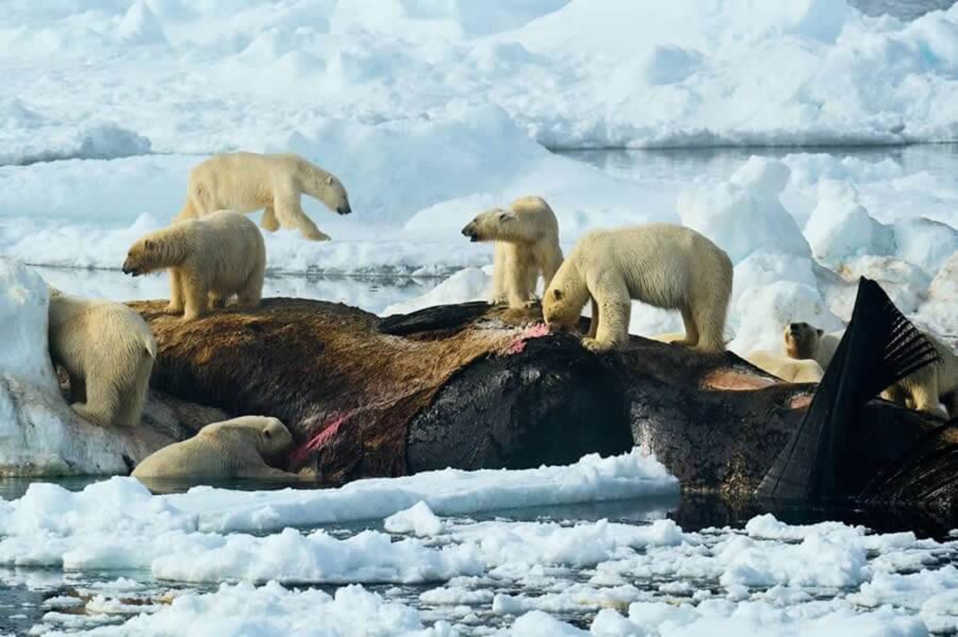 خرس ها در حال خوردن نهنگ