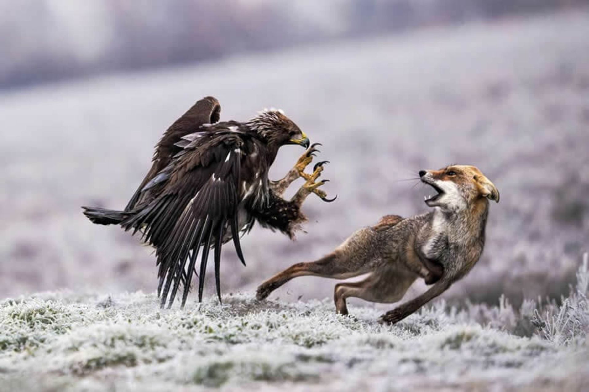 روبرو شدن چهره به چهره (Face to face) اثر Ruzhdi Ibrahimi