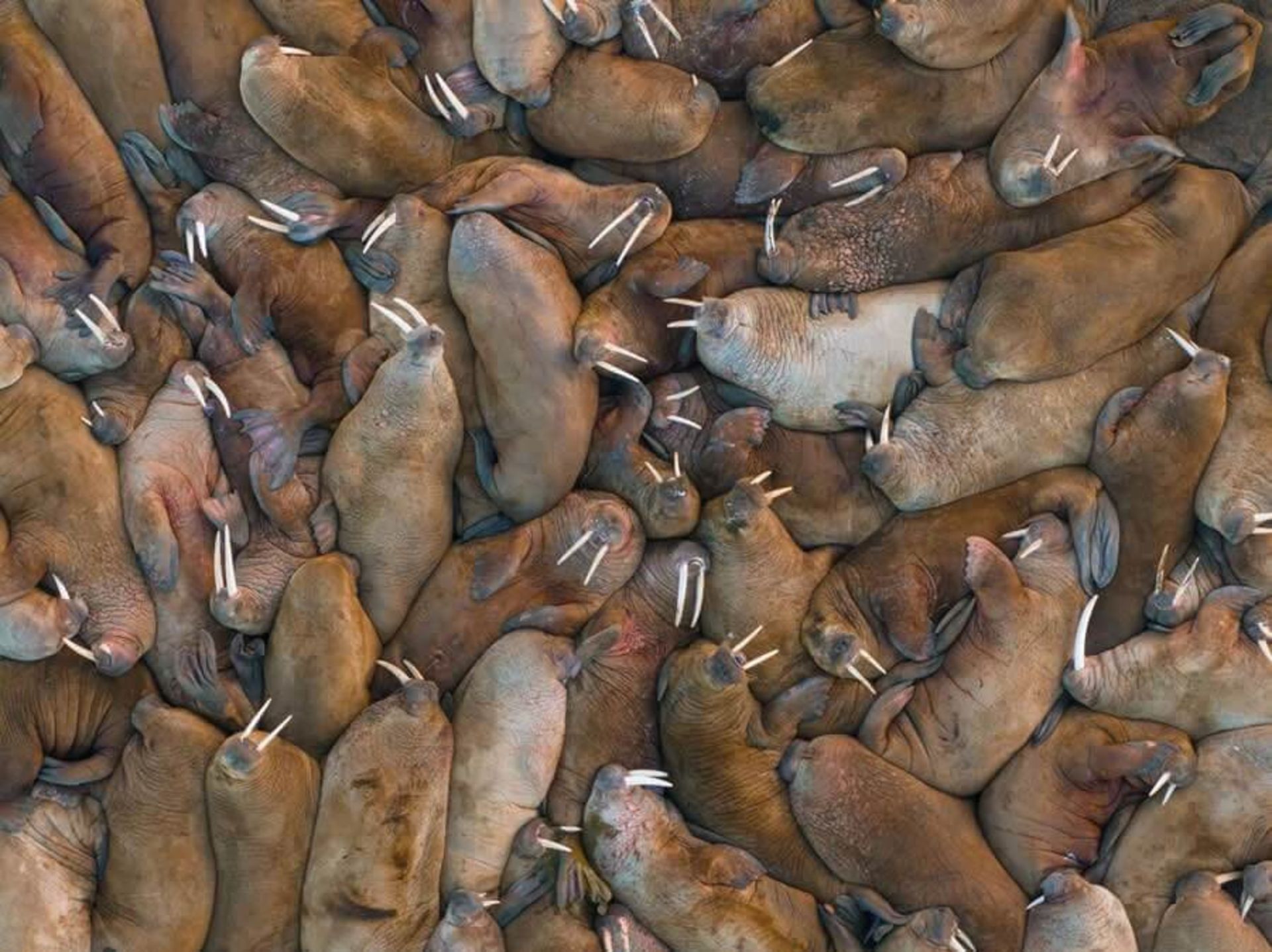 ضربان‌های قطب شمال؛ نگاهی از آسمان در مسابقه 35AWARDS