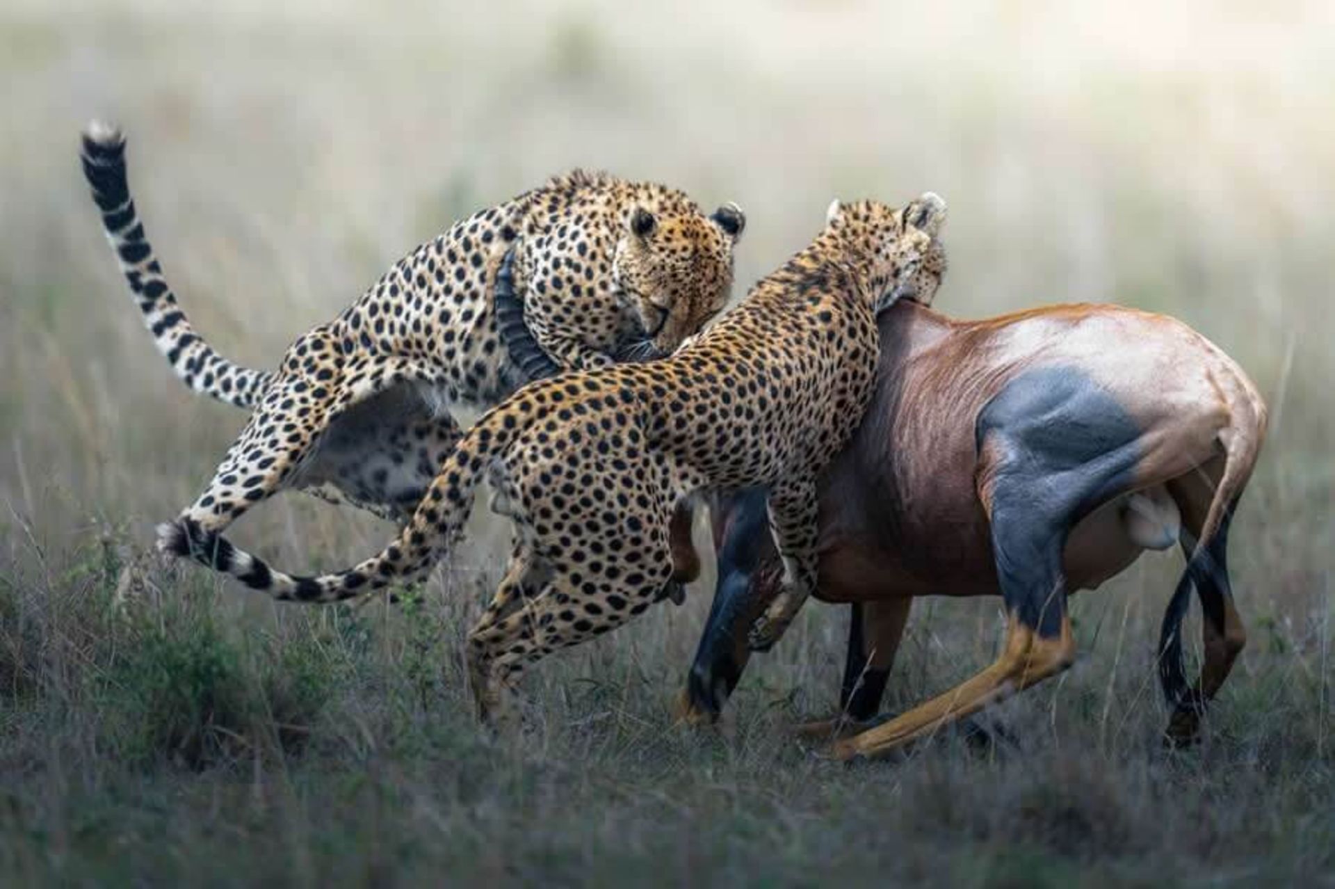 ببرها در حال حمله