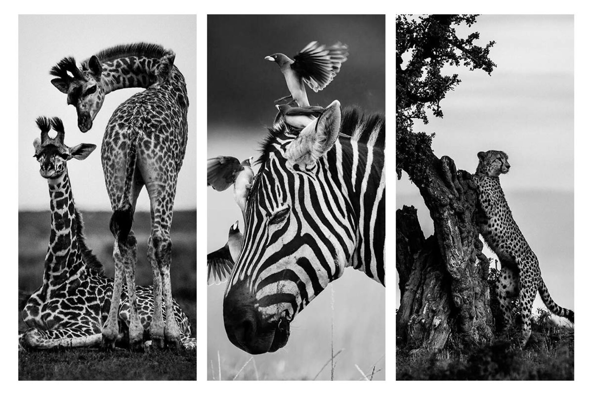 حیوانات حیات وحش آفریقا