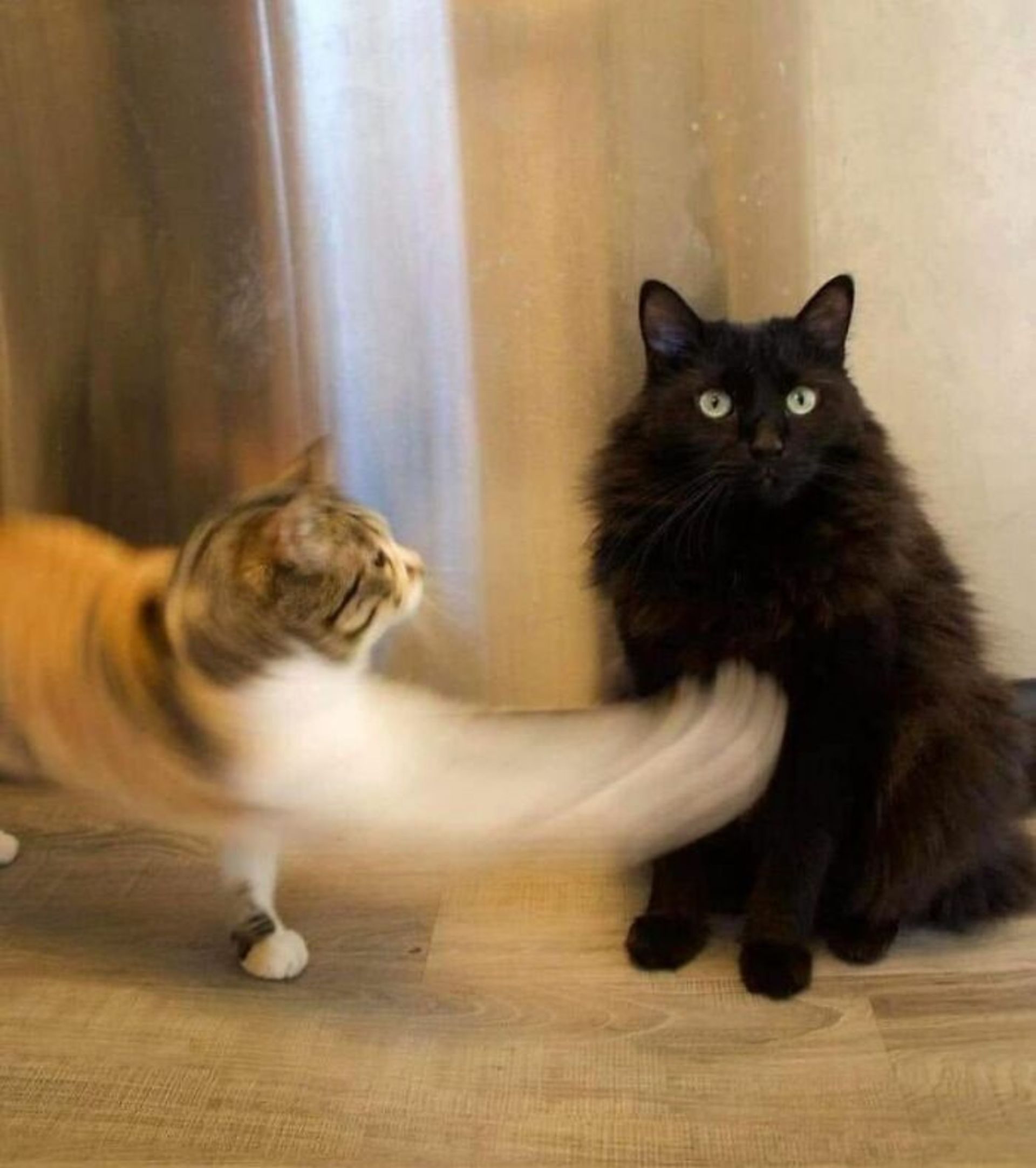 گربه نارنجی در حال زدن گربه سیاه