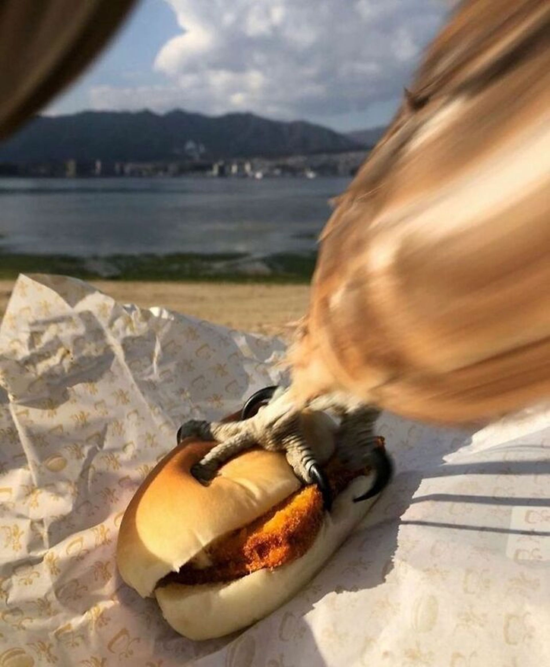 پرنده دزدیدن ساندویچ