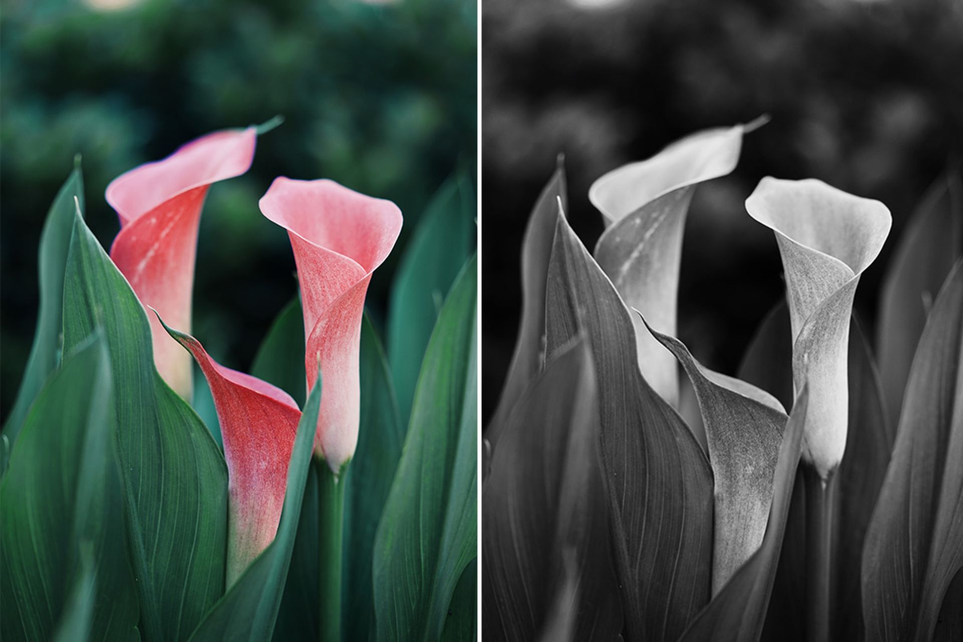  تبدیل عکس رنگی به سیاه و سفید در فتوشاپ