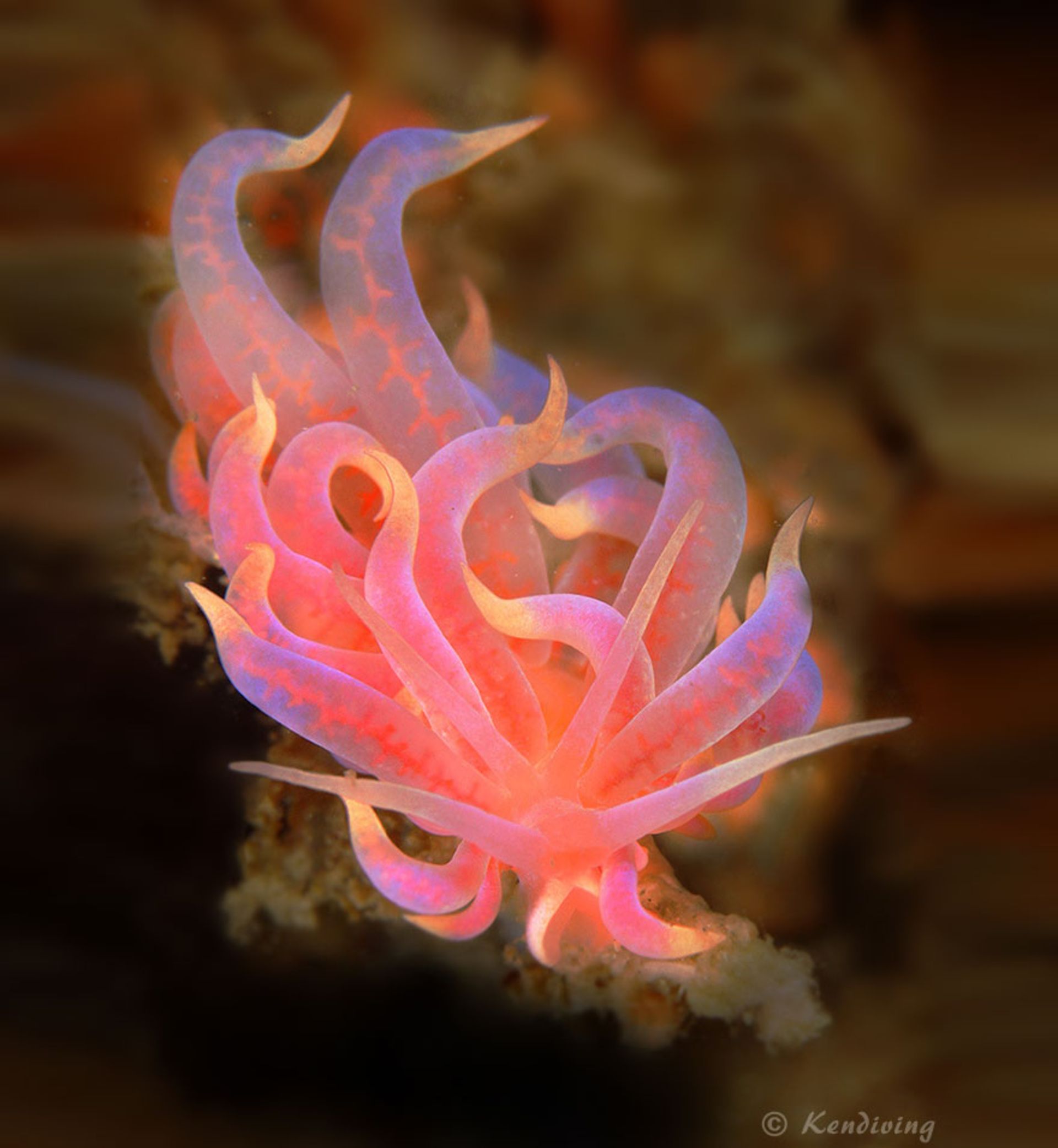 لیسه دریایی Phyllodesmium Poindimiei