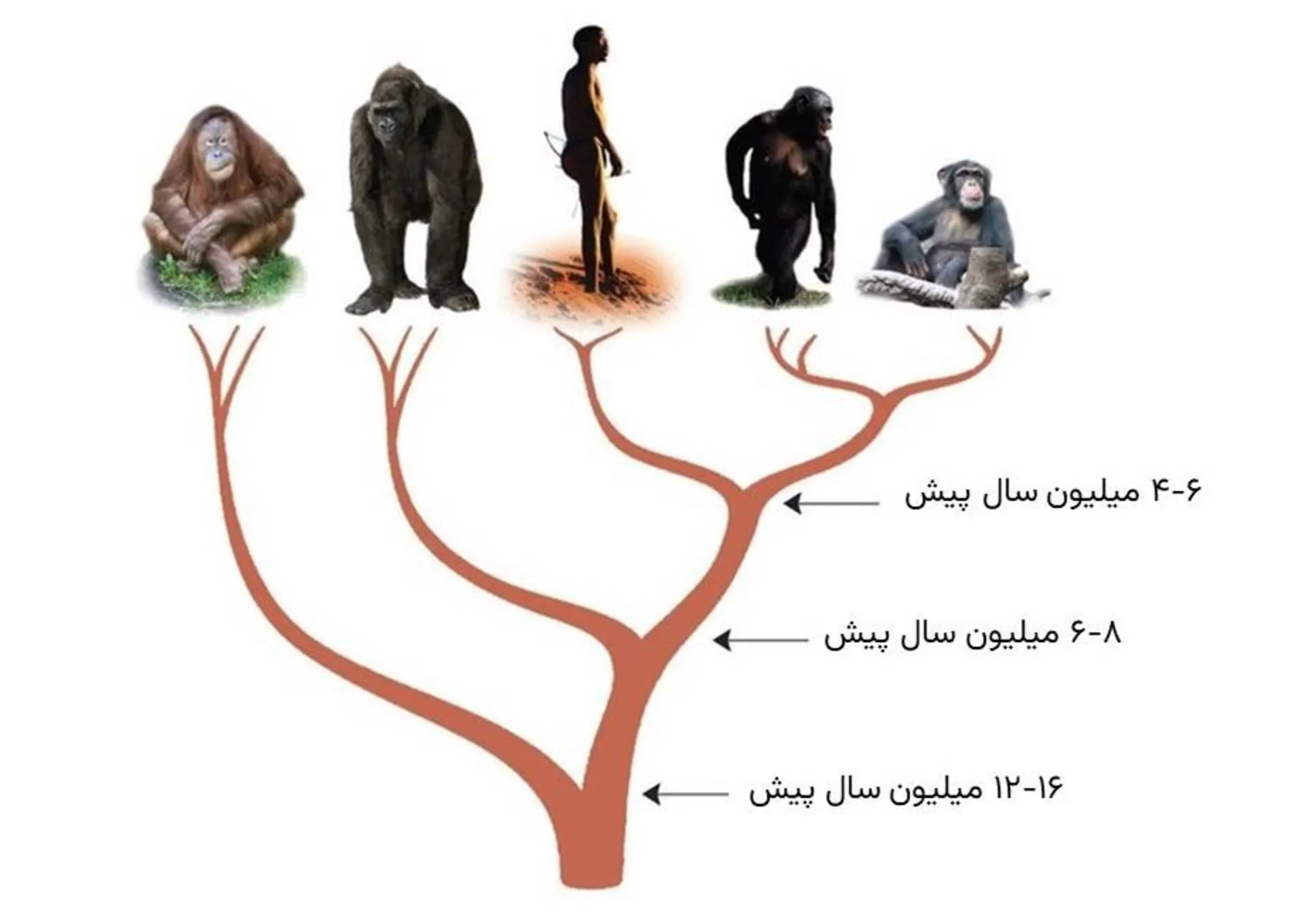 درخت فیلوژنی