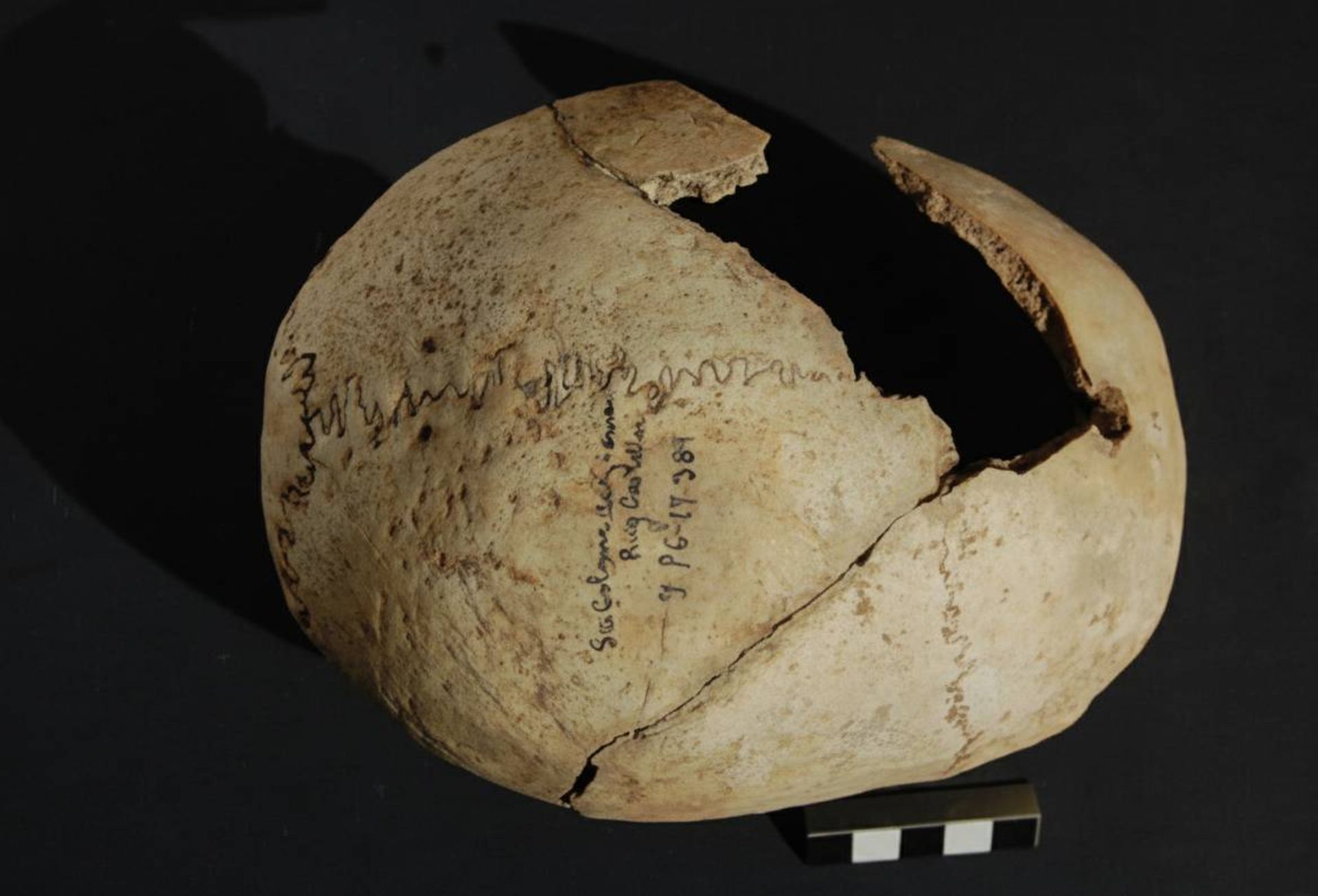 تکه جمجمه شکسته باستانی اسپانیا