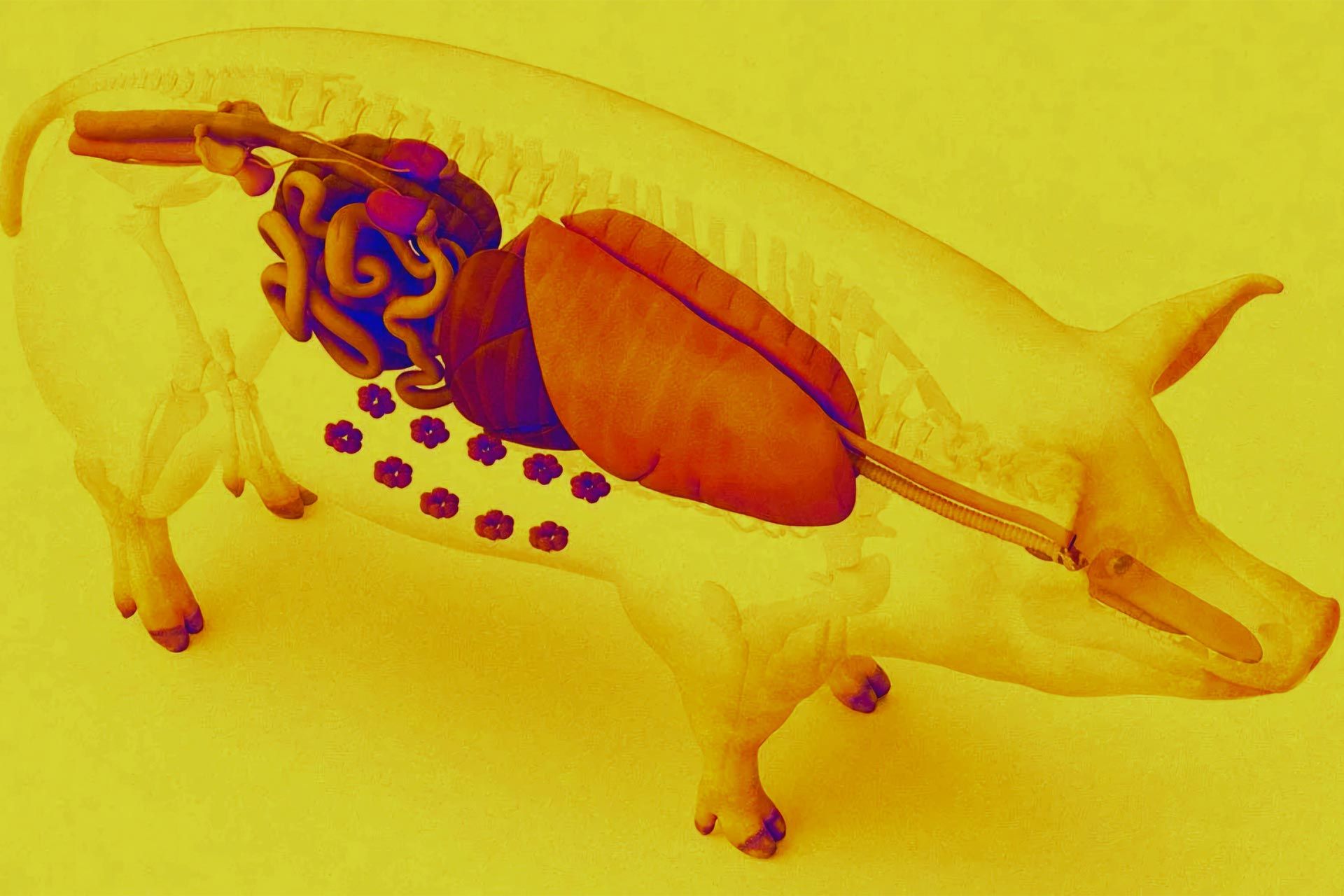 تصویرسازی از خوک و اندام‌های داخلی‌اش در پس‌زمینه زرد