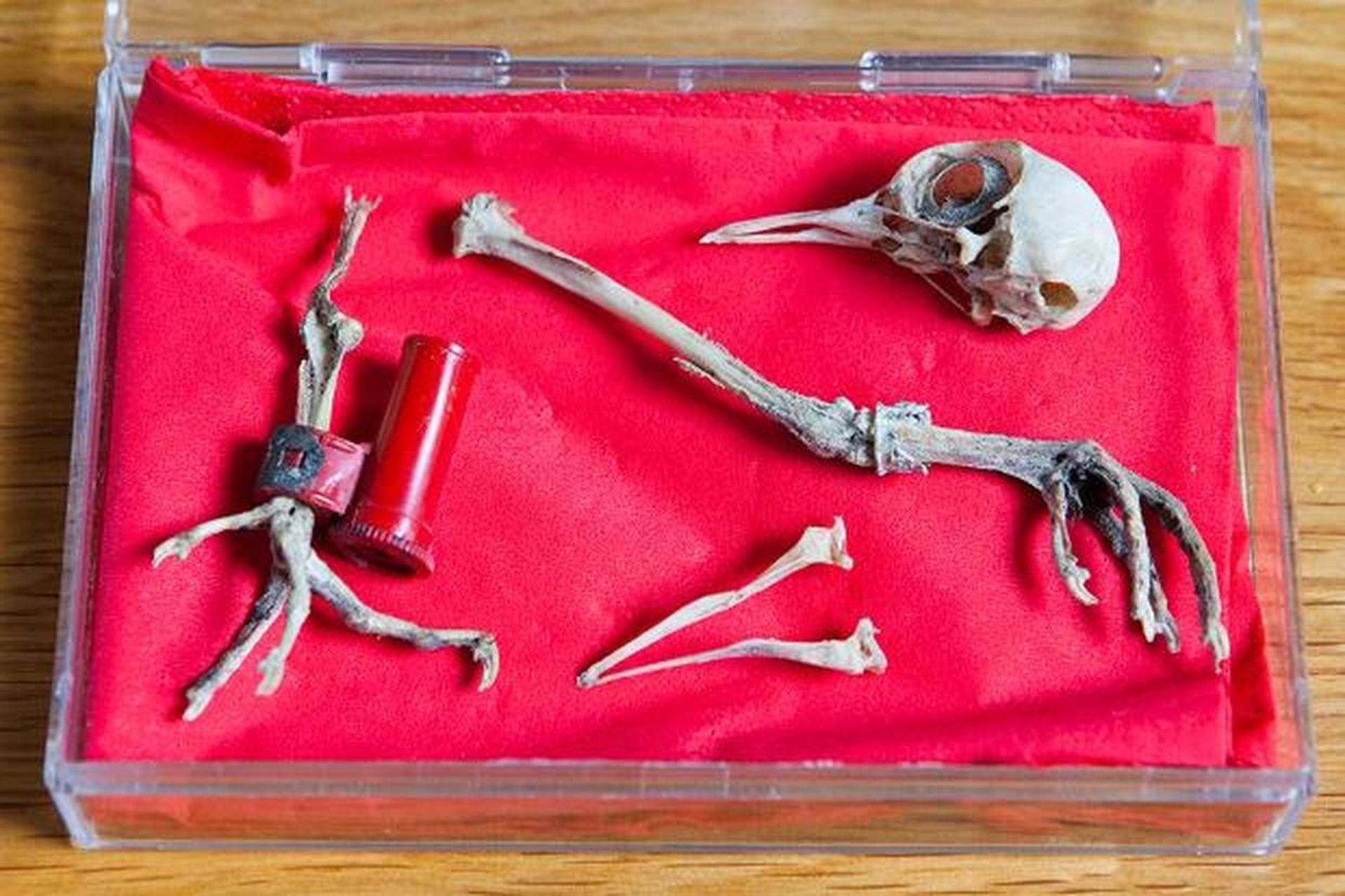 اسکلت کبوتر نامه رسان جنگ جهانی دوم