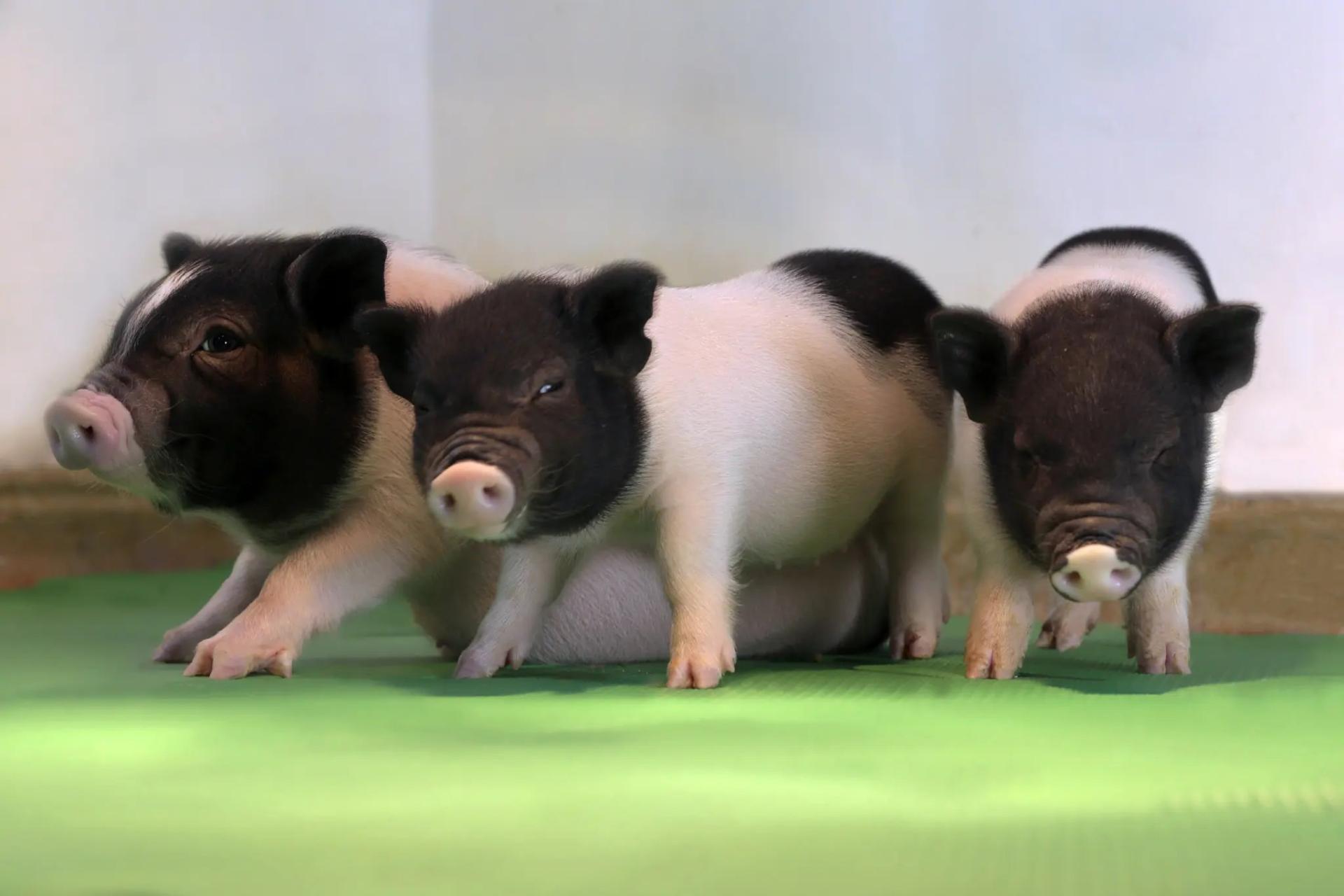 بچه خوک‌های اصلاح‌شده ژنتیکی
