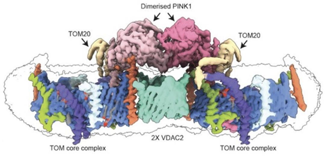 کمپلکس پروتئینی TOM-VDAC  