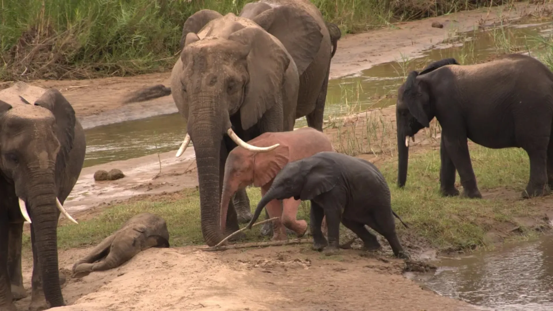 بچه فیل زال با پوست صورتی و موهای روشن در حال بازی با فیل‌های بزرگ و کوچک دیگر