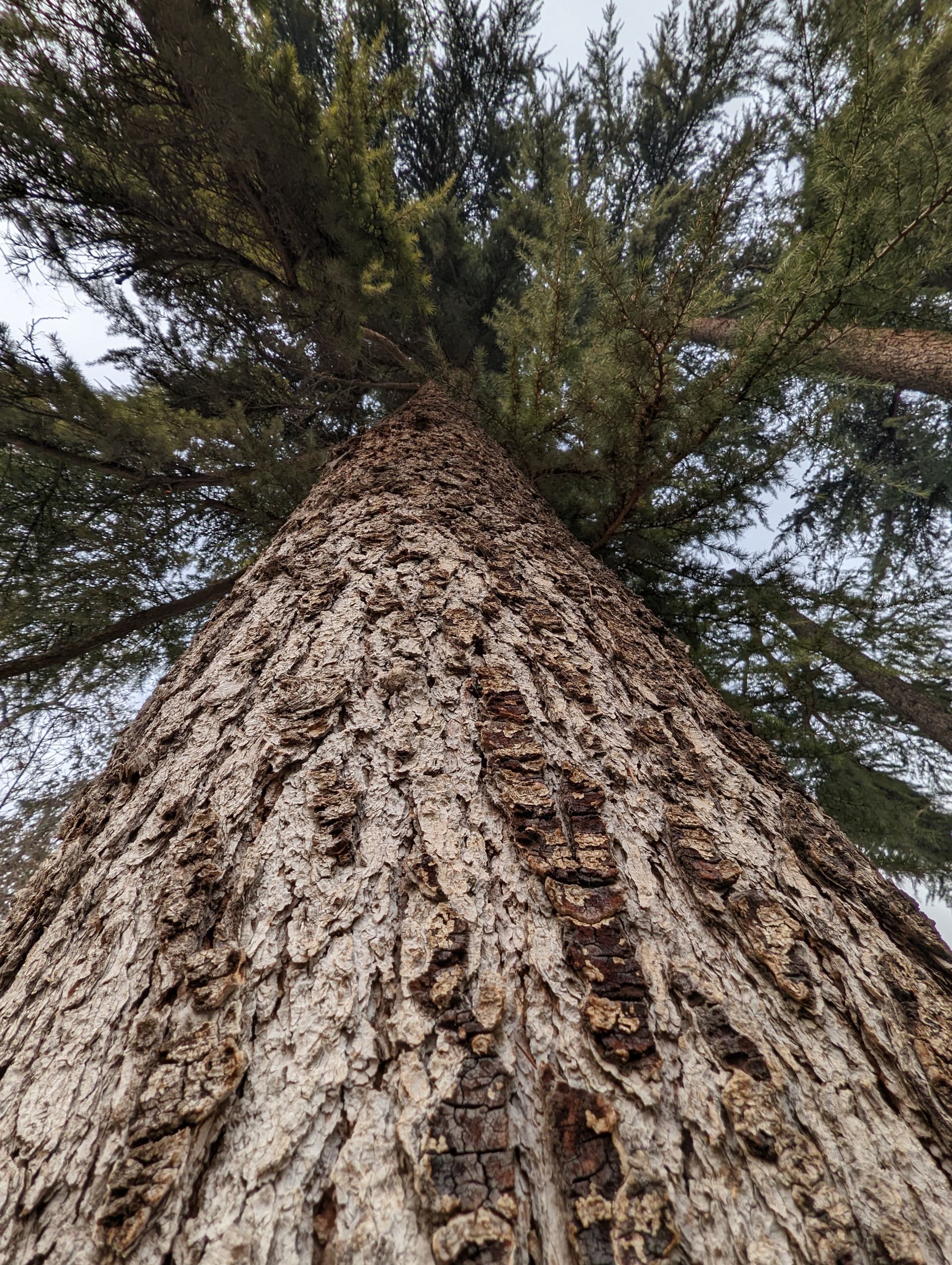 عکس اولتراواید پیکسل ۷ پرو ۱