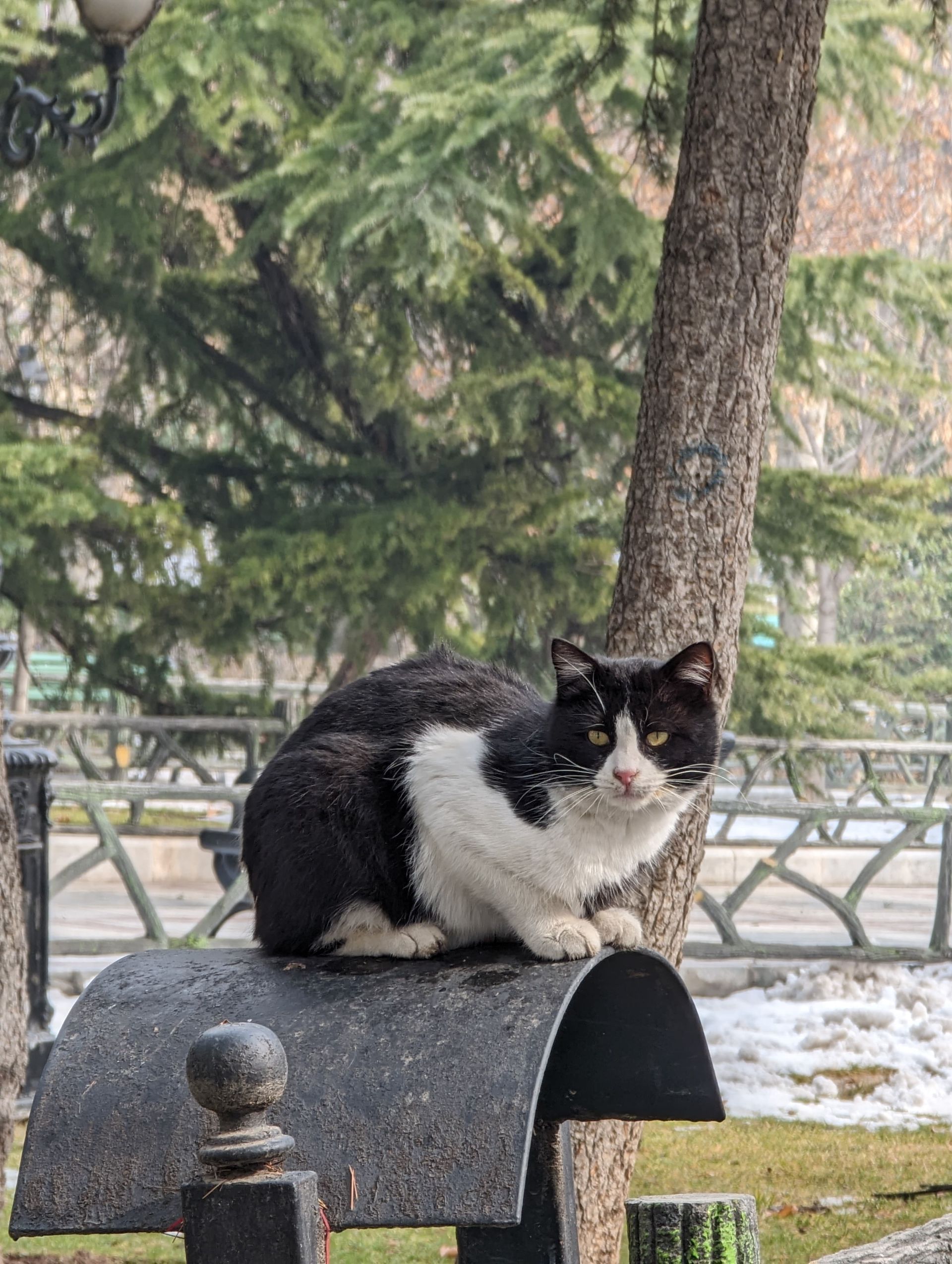 عکس دوربین تله‌فوتو پیکسل ۷ پرو ۲