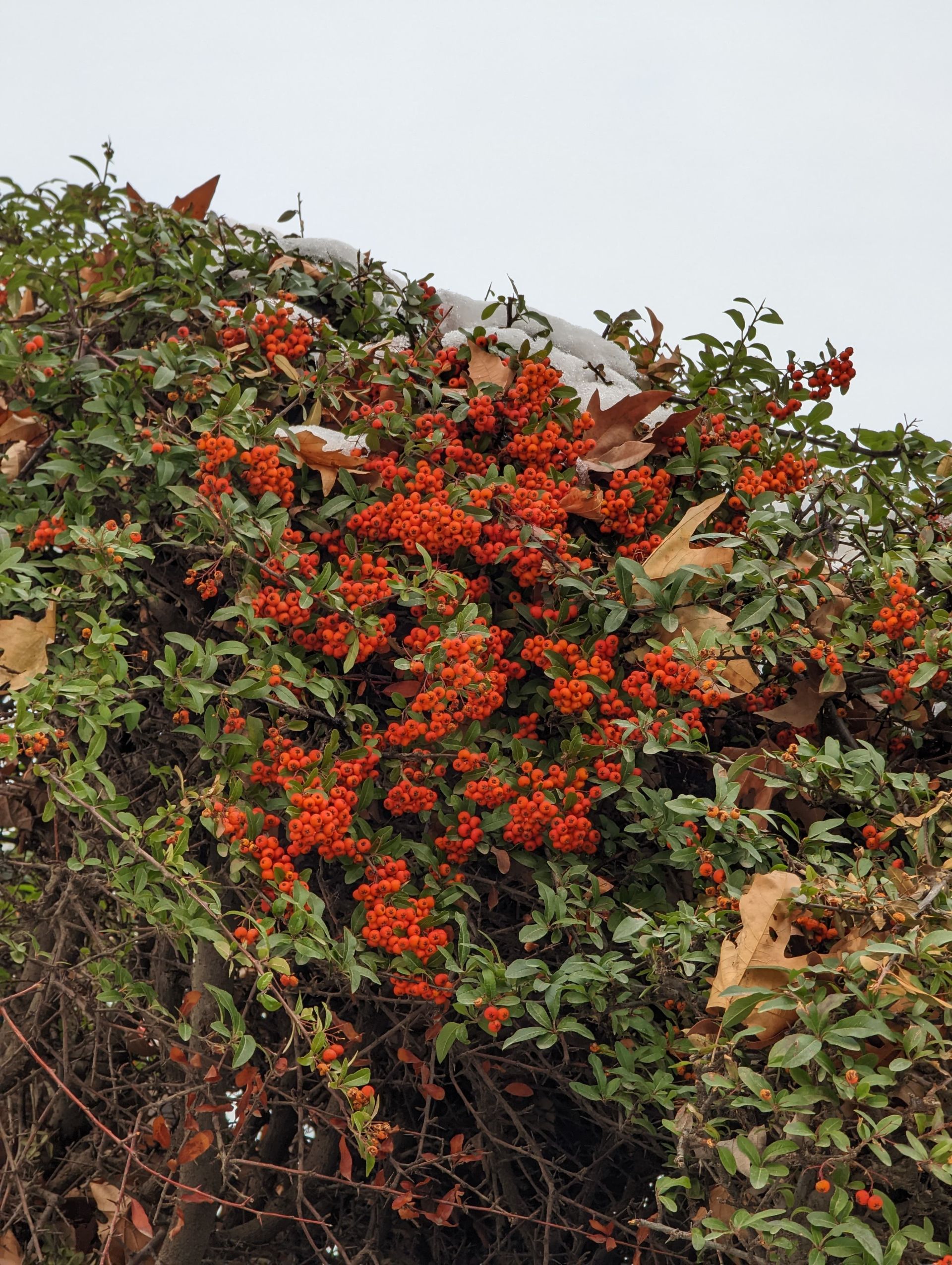 عکس دوربین تله‌فوتو پیکسل ۷ پرو ۳