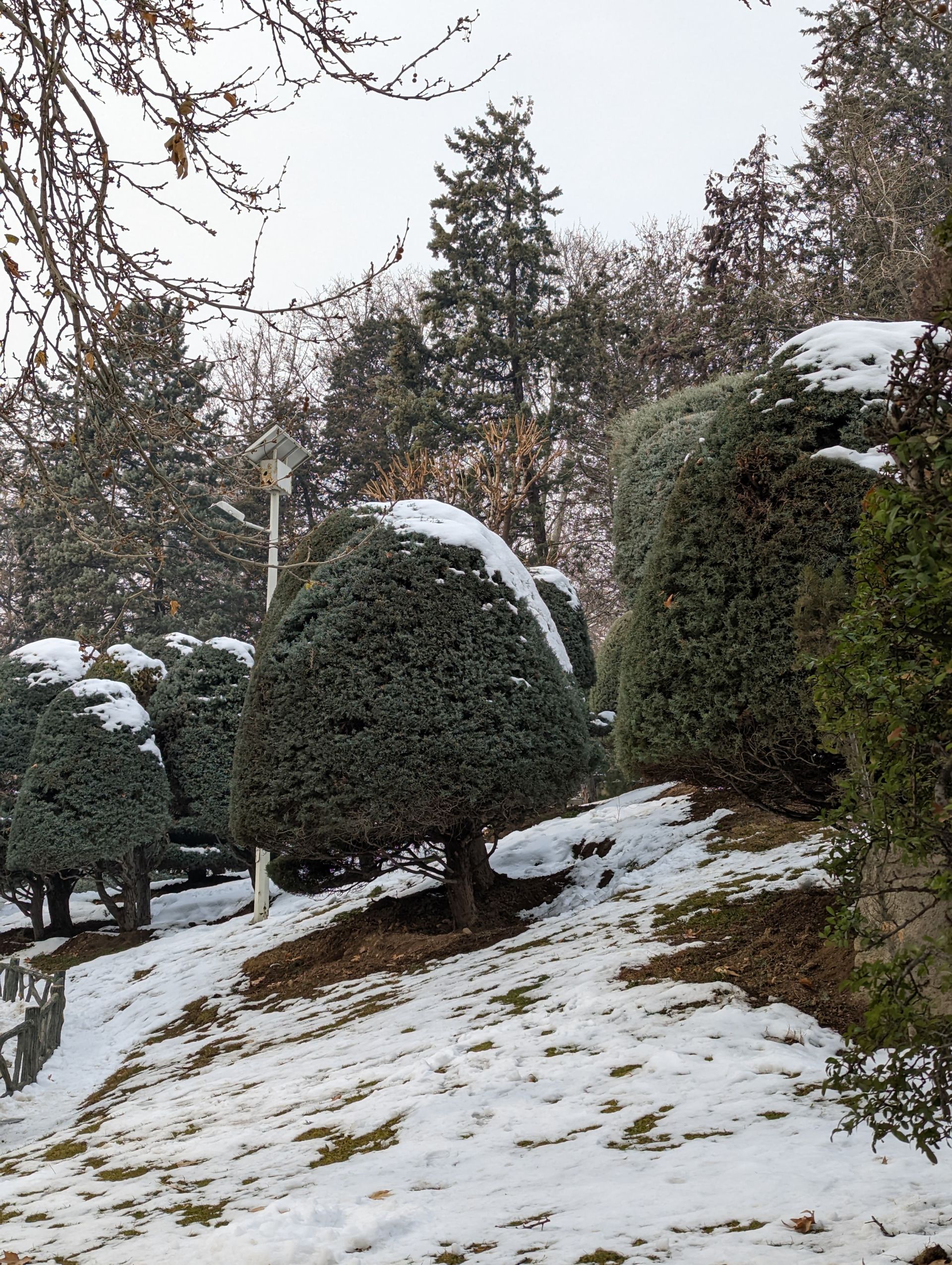 عکس دوربین اصلی پیکسل ۷ پرو