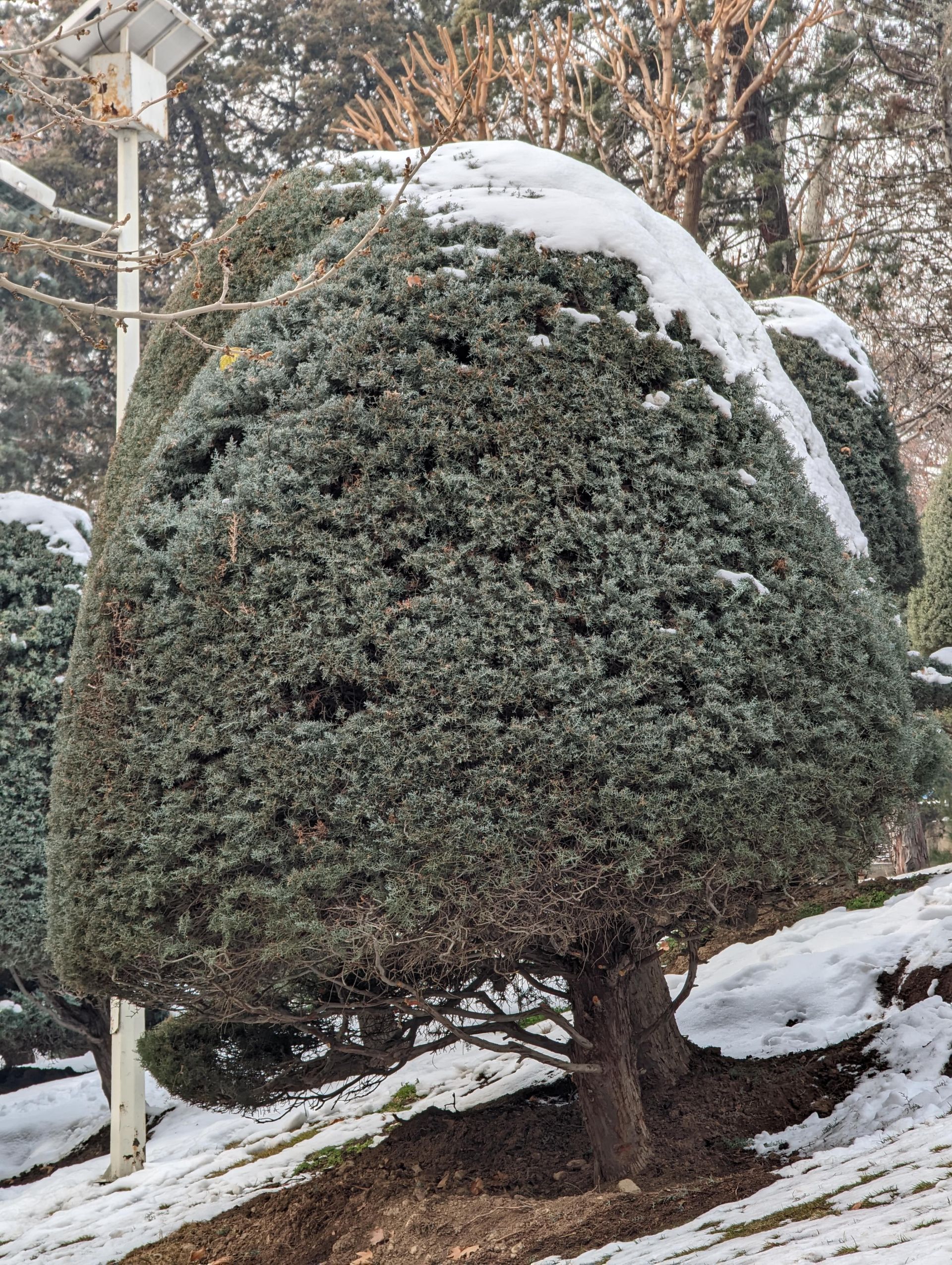 عکس دوربین تله‌فوتو پیکسل ۷ پرو