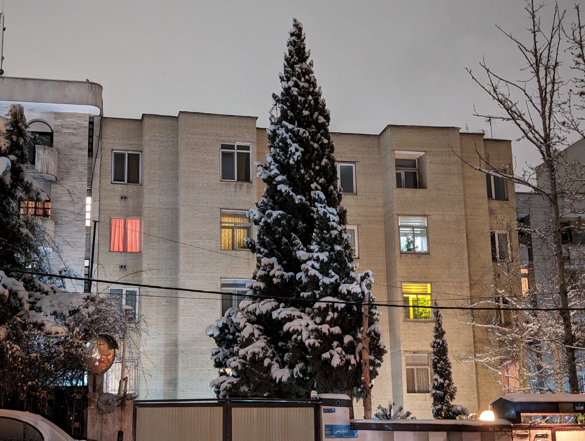 درخت کاج در یک شب برفی