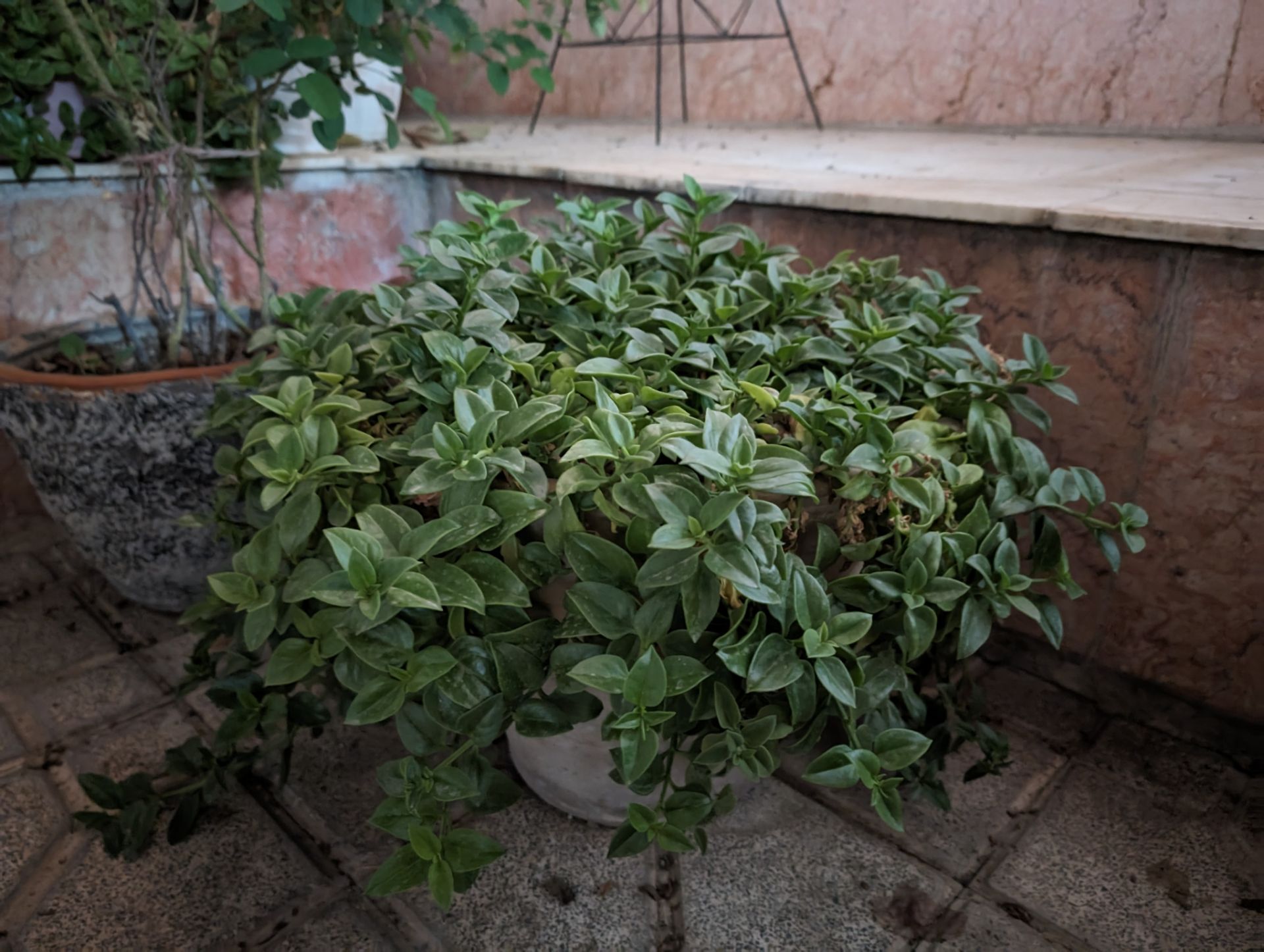 نمونه عکس پیکسل ۸ پرو - یک گیاه در شب