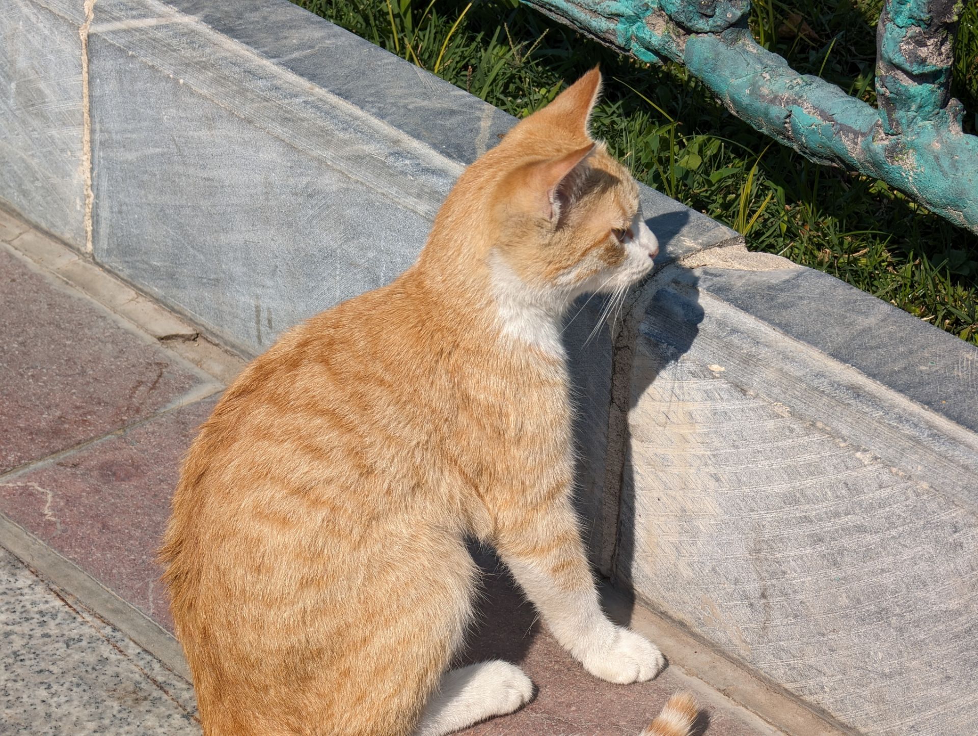 نمونه عکس پیکسل ۸ پرو - گربه‌ای در پارک ملت