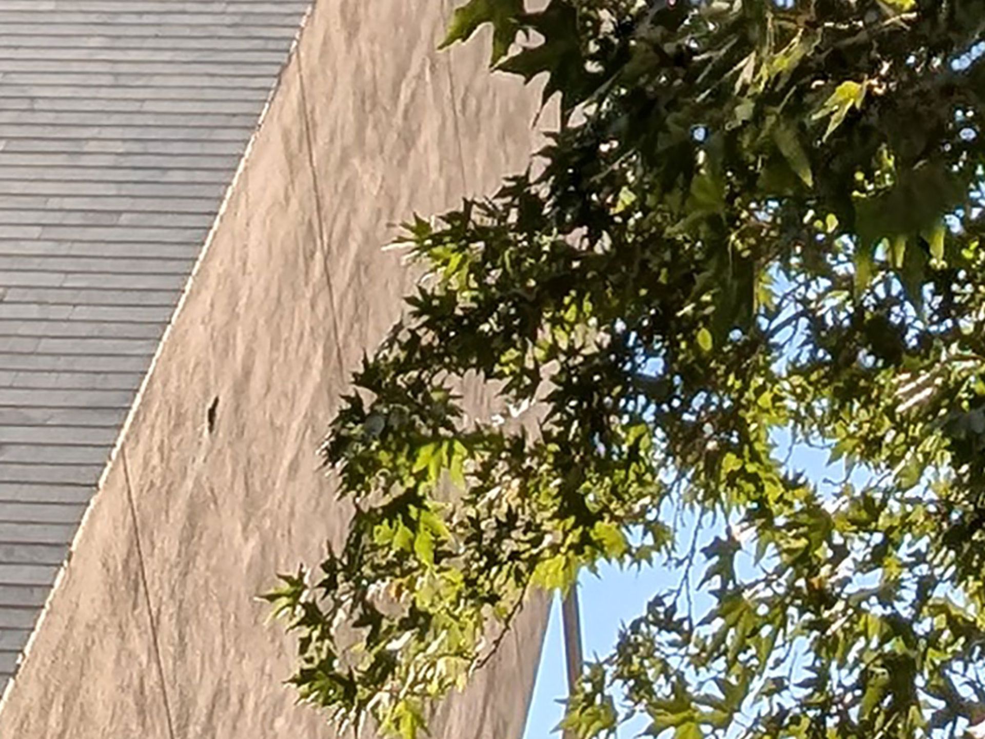 Close-up of building and tree