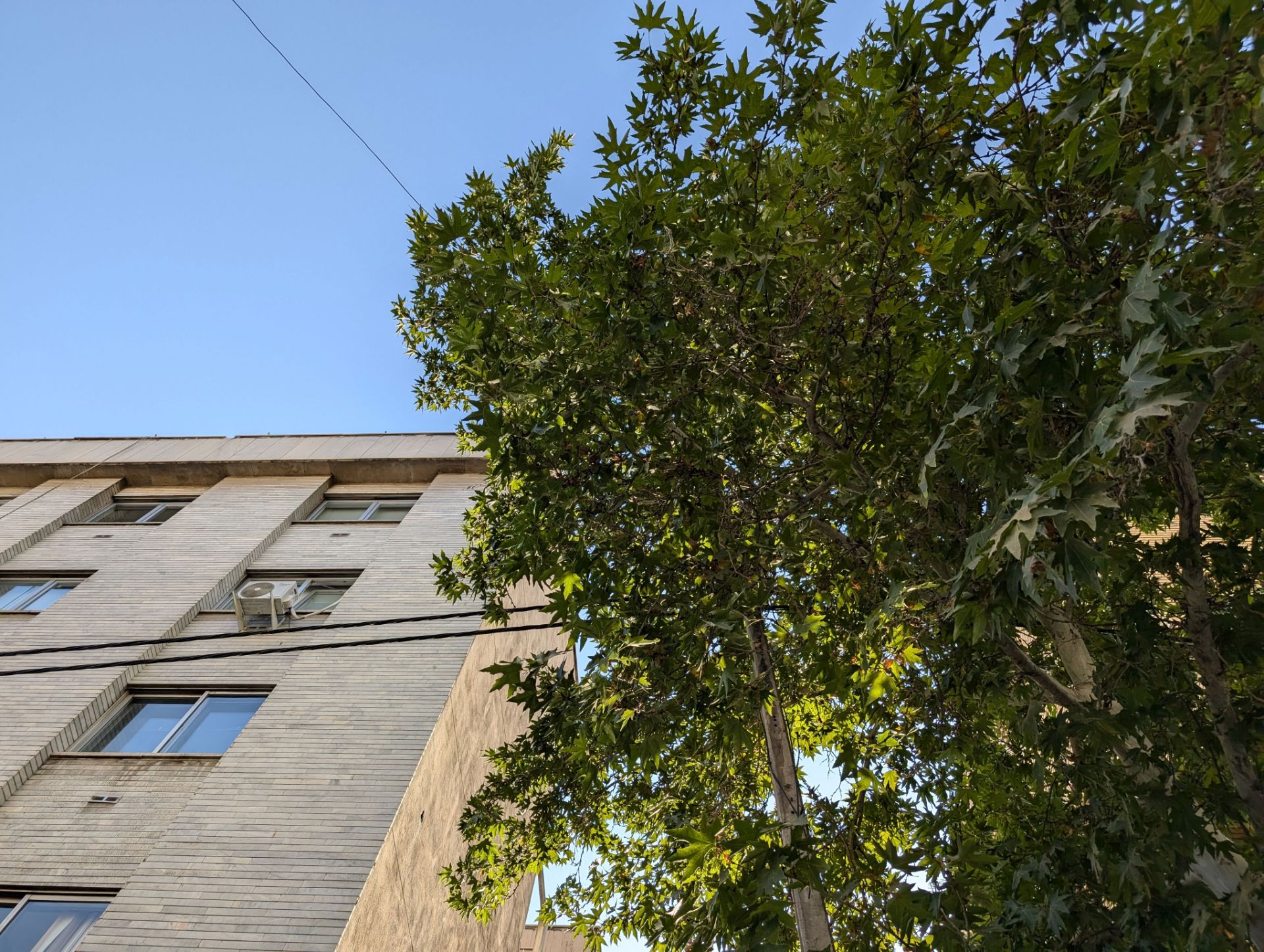 Green tree and upper floors of the building