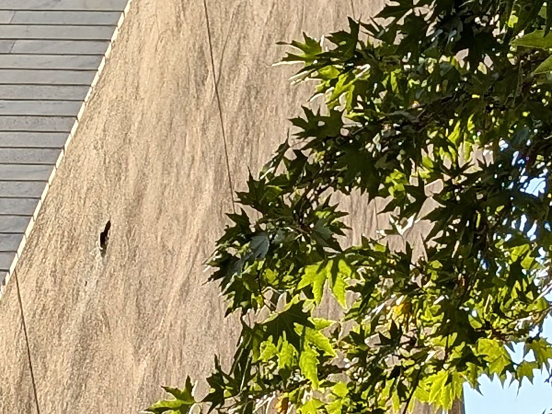 The tree and the back wall of the building