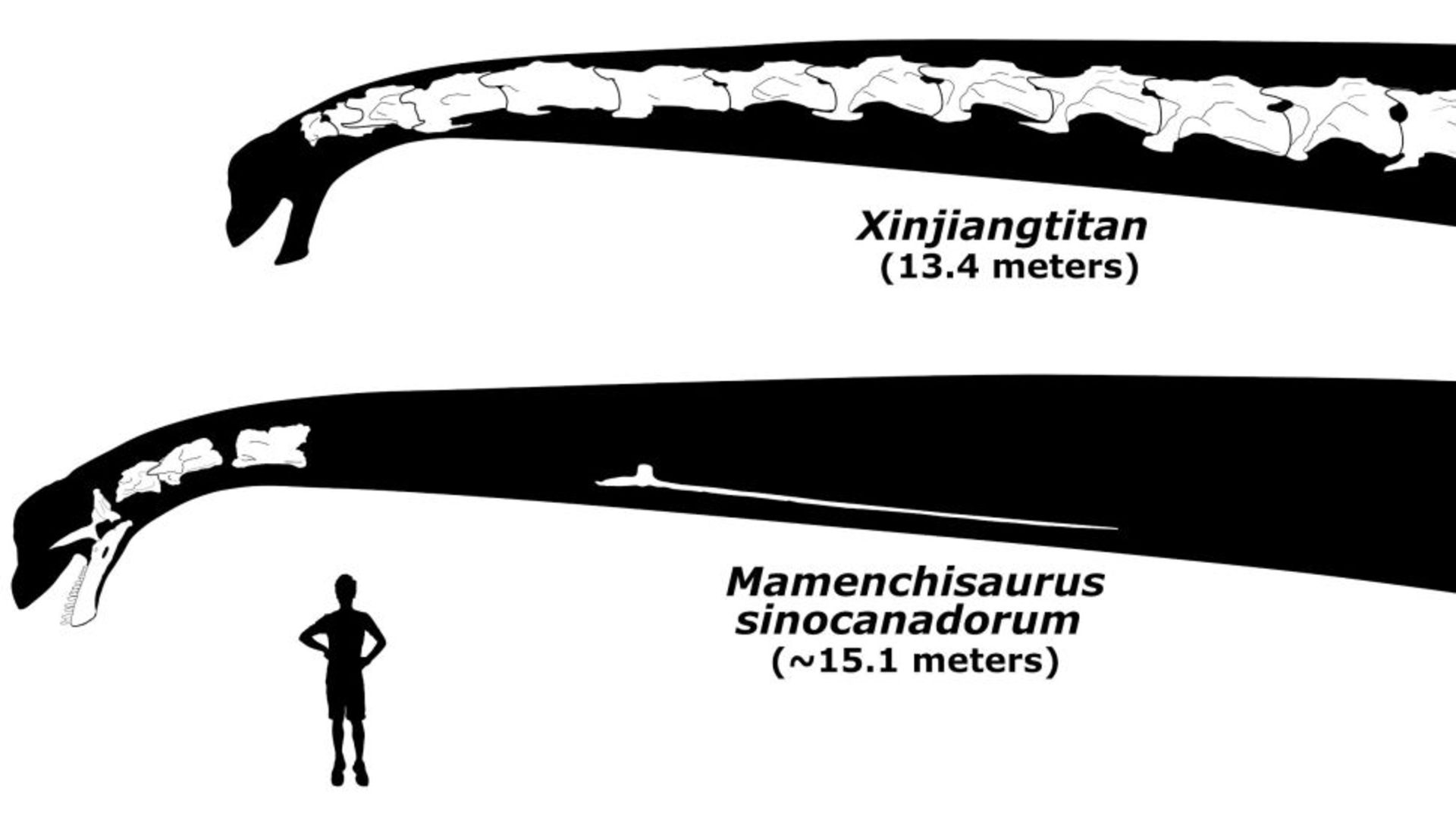 مقایسه‌ی طول گردن دو گونه دایناسور گردن‌دراز