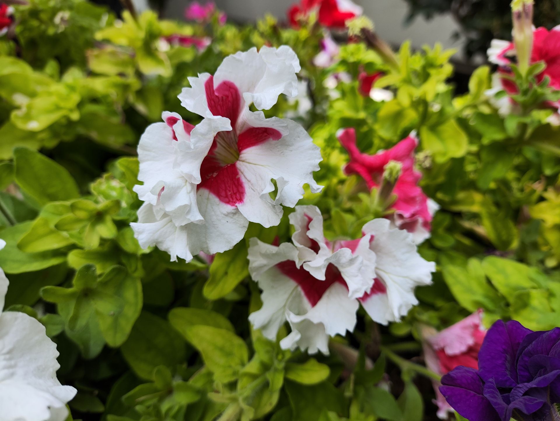 نمونه عکس ثبت شده با دوربین اصلی در نور کافی - پوکو F5 - عکاسی از گل