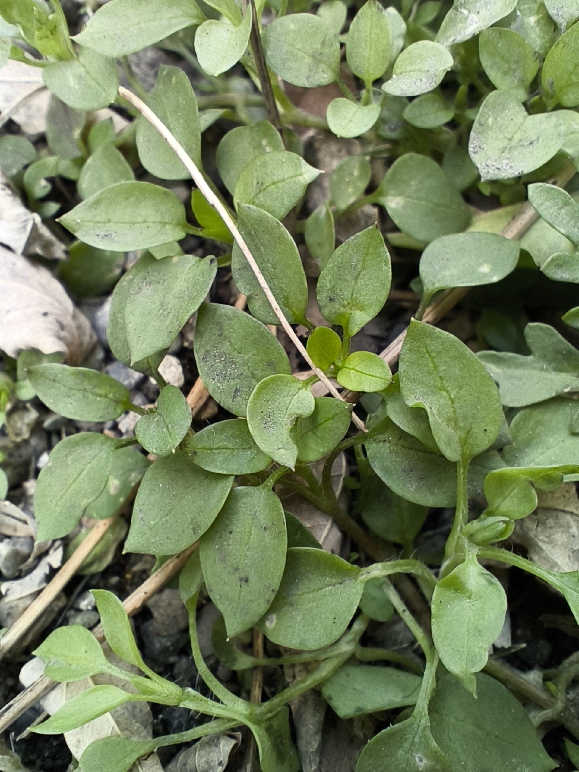 نمای نزدیک از یک گیاه