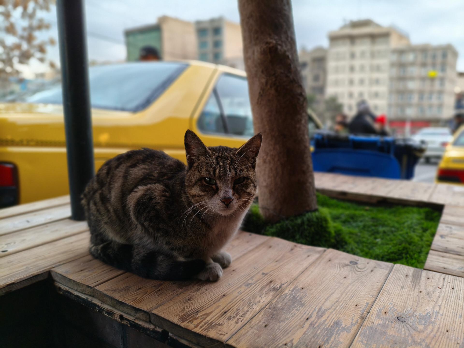 گربه ای روی سکو