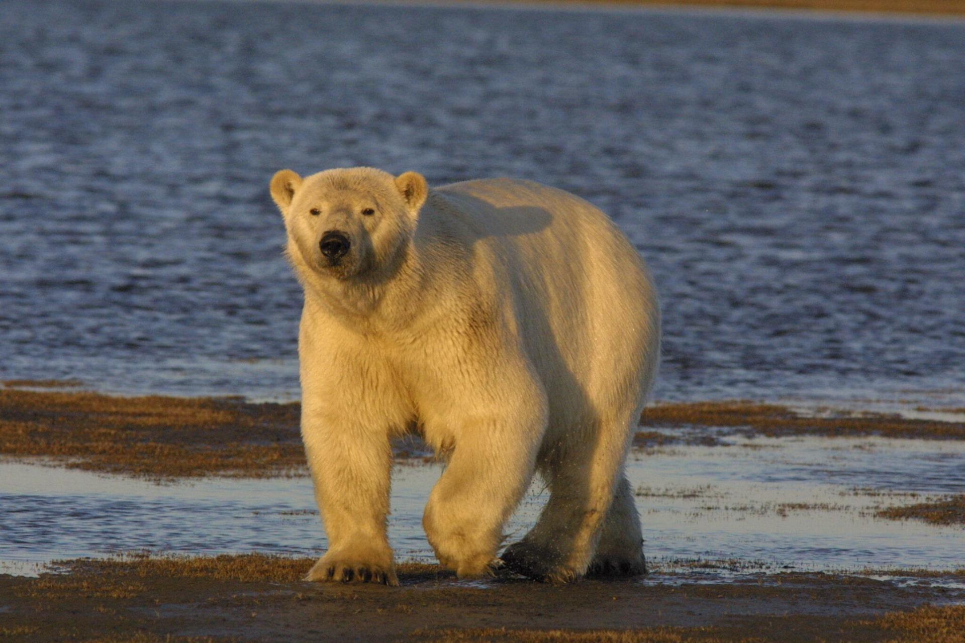 برای اولین بار در دنیا؛ گزارش مرگ خرس قطبی براثر آنفلوانزای پرندگان