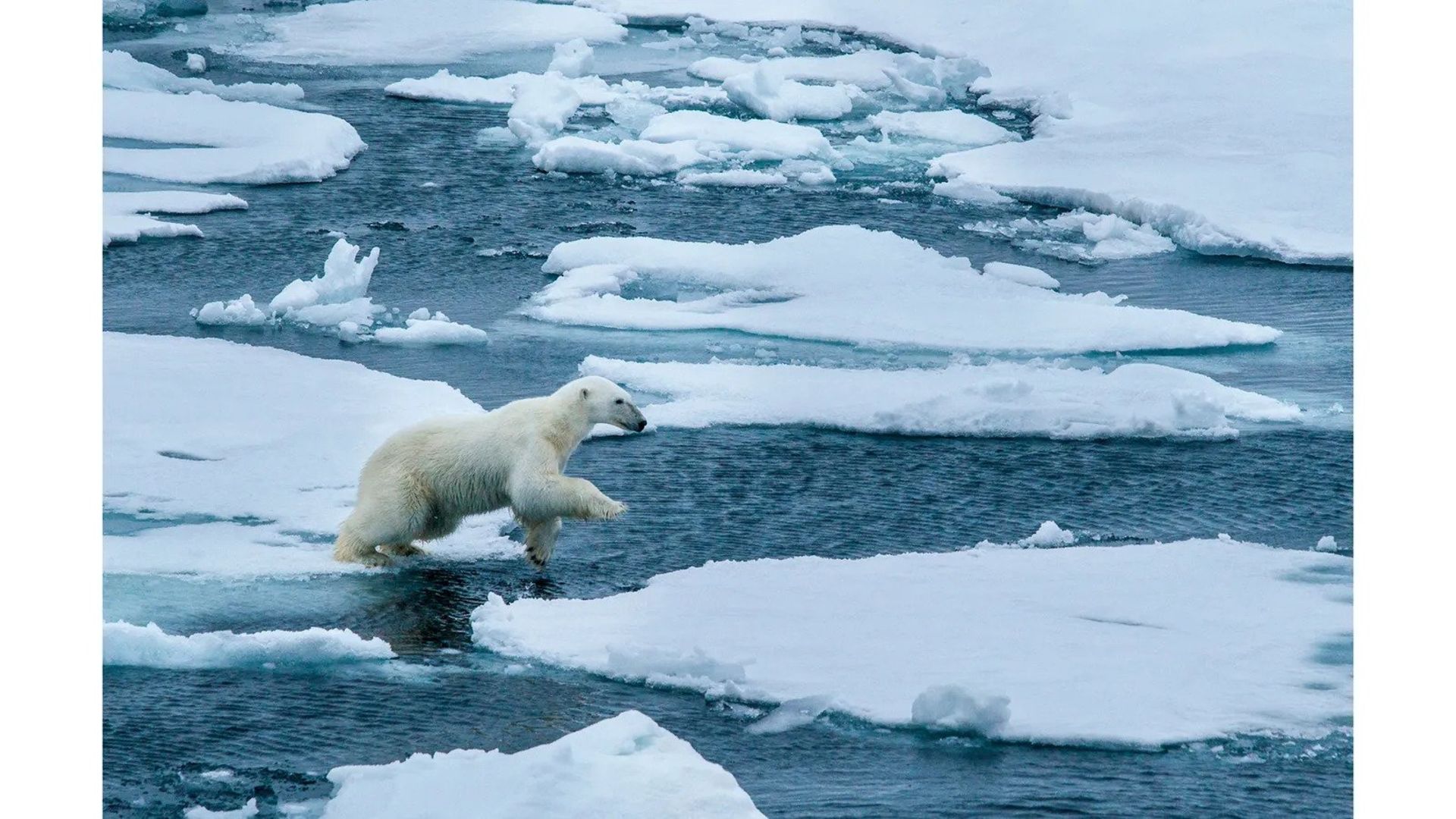 خرس قطبی روی یخ‌های شناور