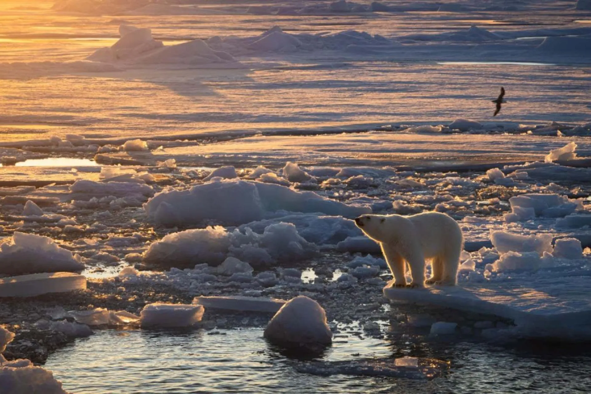 خرس قطبی در یخ‌های شمالگان با زمینه غروب آفتاب