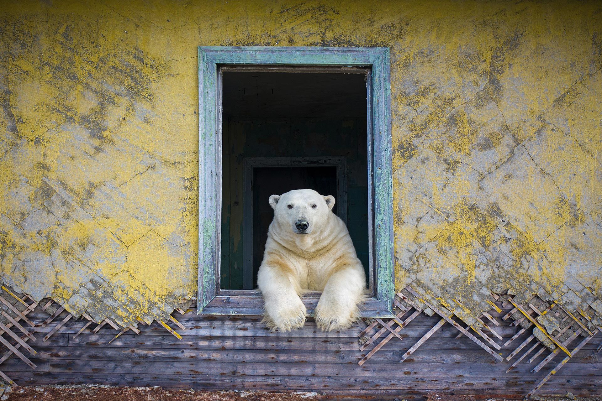 خرس قطبی از پنجره ساختمانی متروک با دیوار زرد به دوربین نگاه می‌کند
