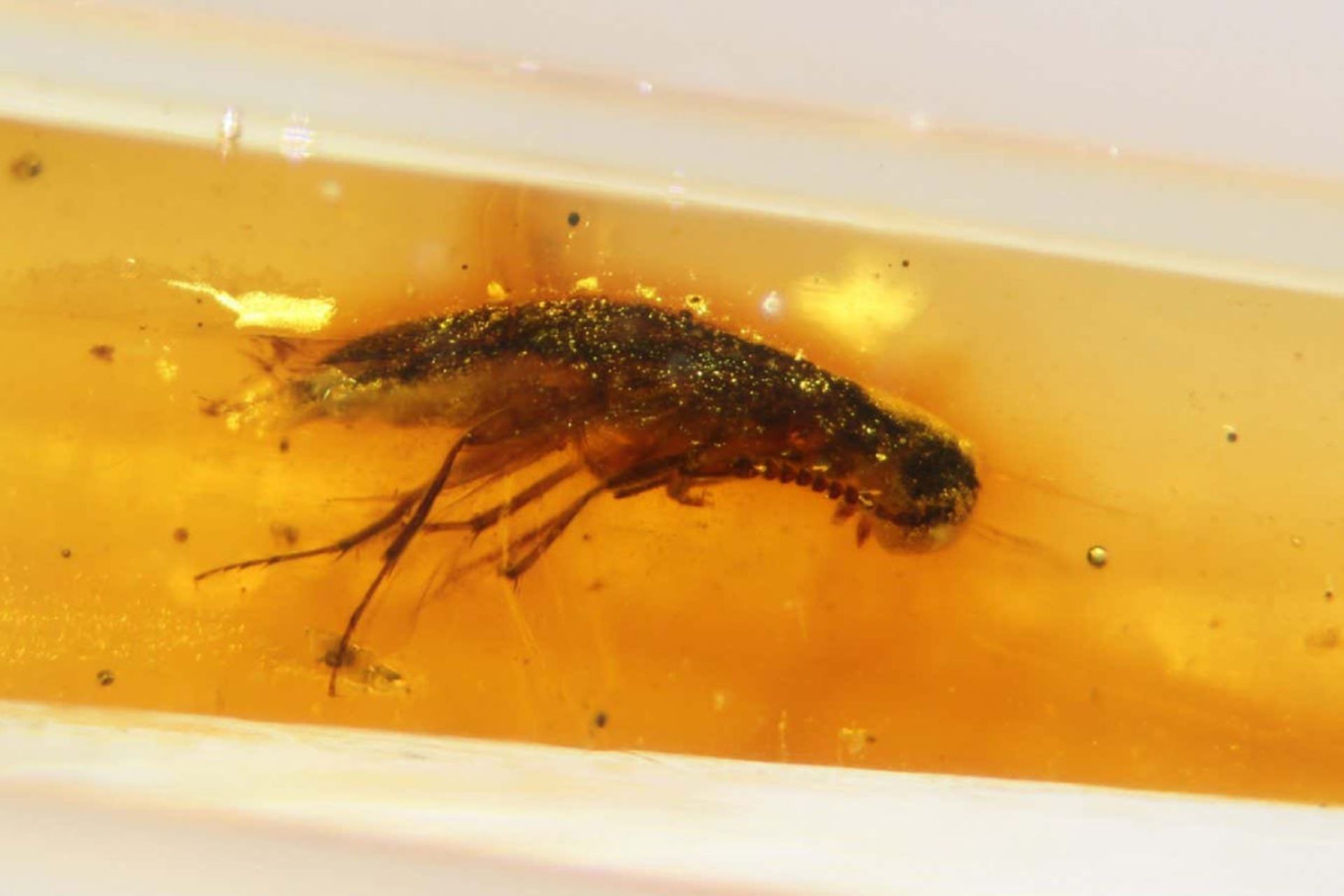 یک سوسک قارچی چندپوره به دام افتاده در کهربا در اکوادور یافت شد.