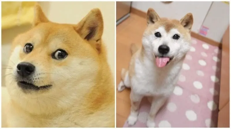سگ شیبا اینو با چهره بامزه و نگاه خاص، معروف به میم Doge